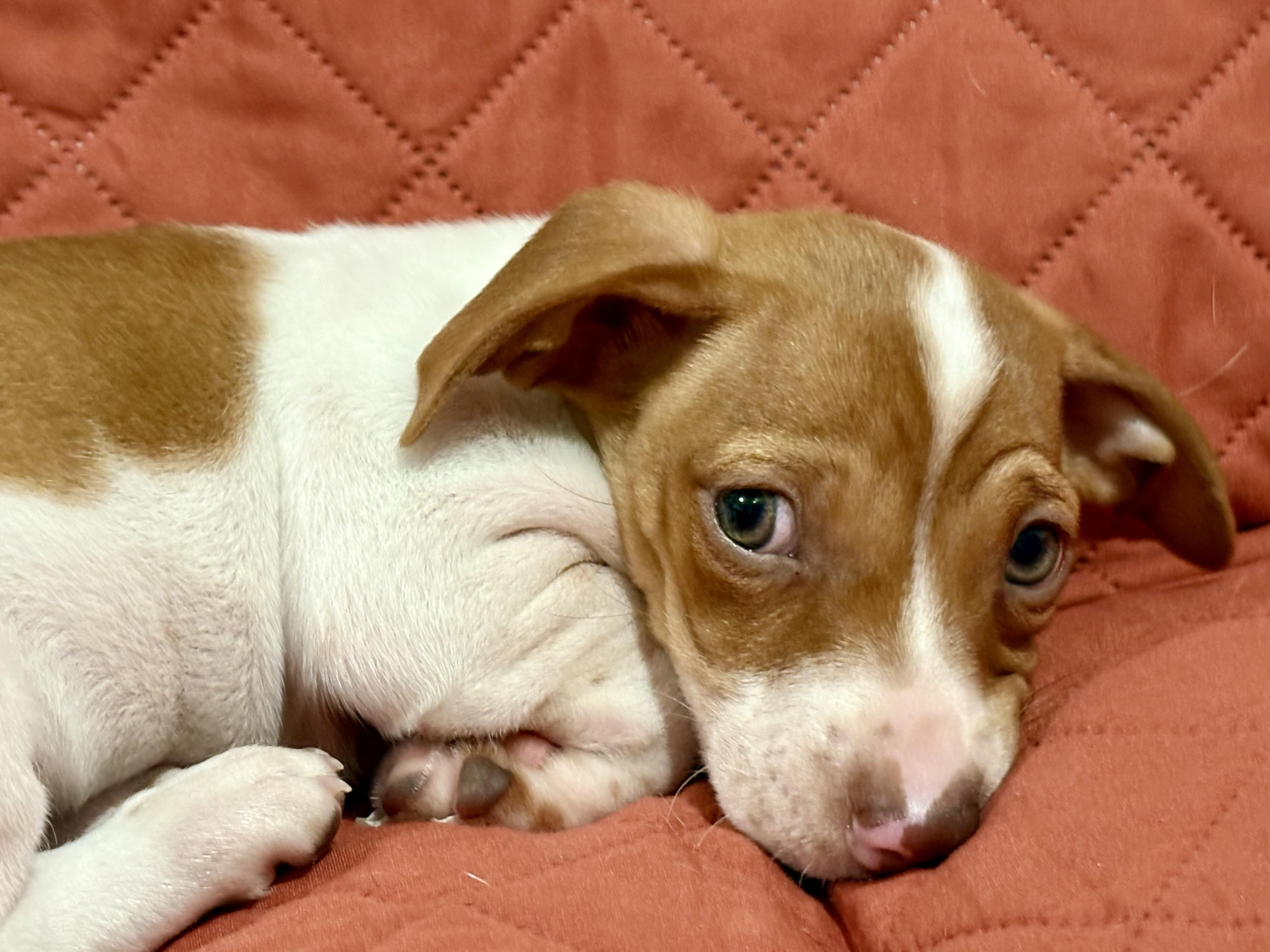 Enlarge Bubba, an adopted mixed breed in Inverness, FL image 4/5