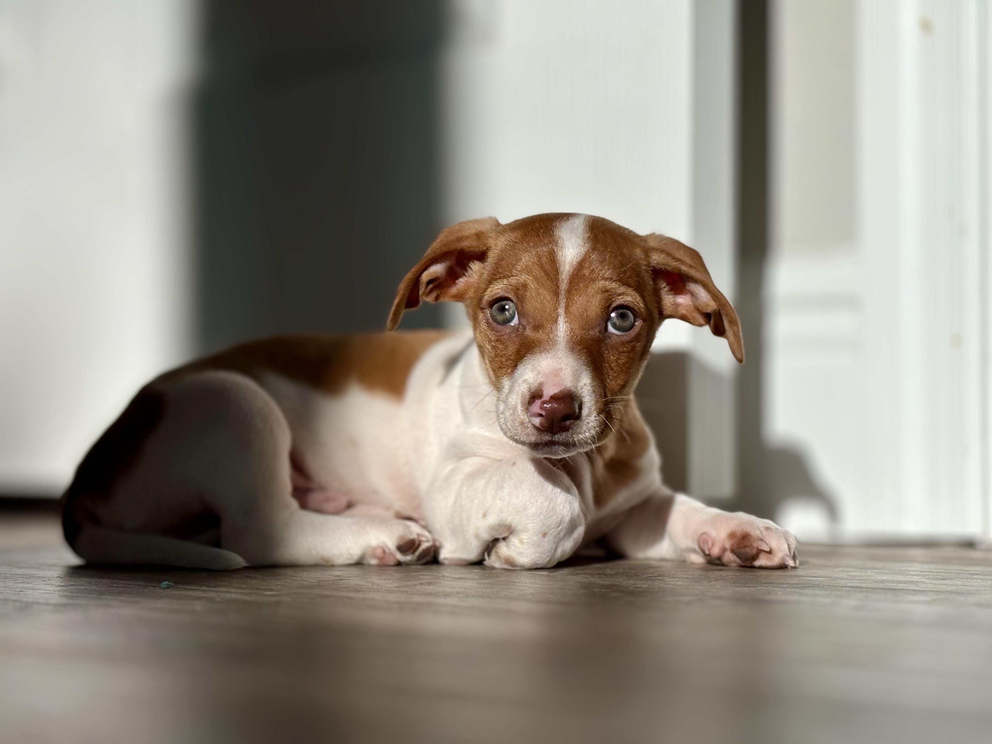 Bubba, adopted, Puppy Male Dachshund & Chihuahua.