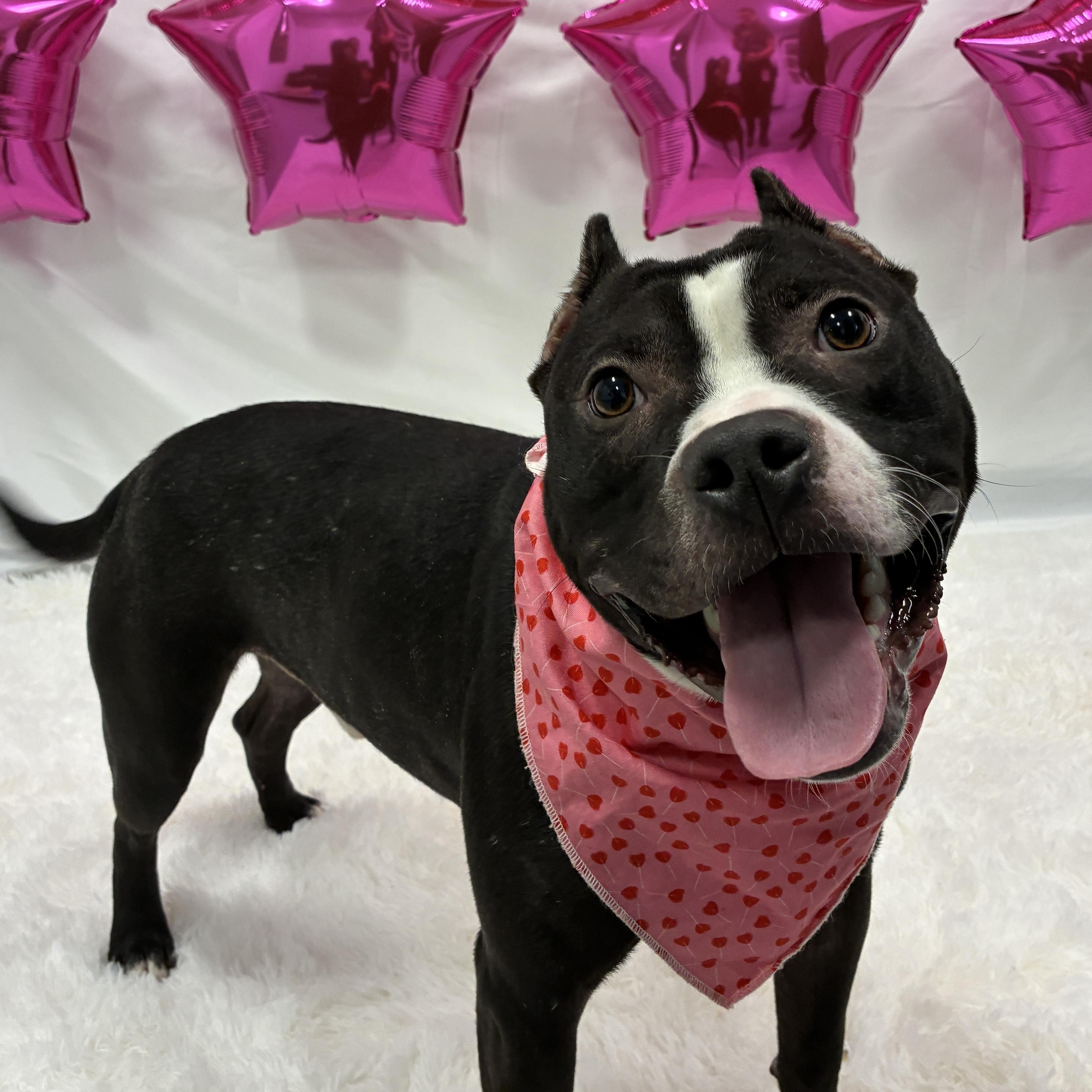 Jolly, ADOPTABLE, Adult Male Mixed Breed.