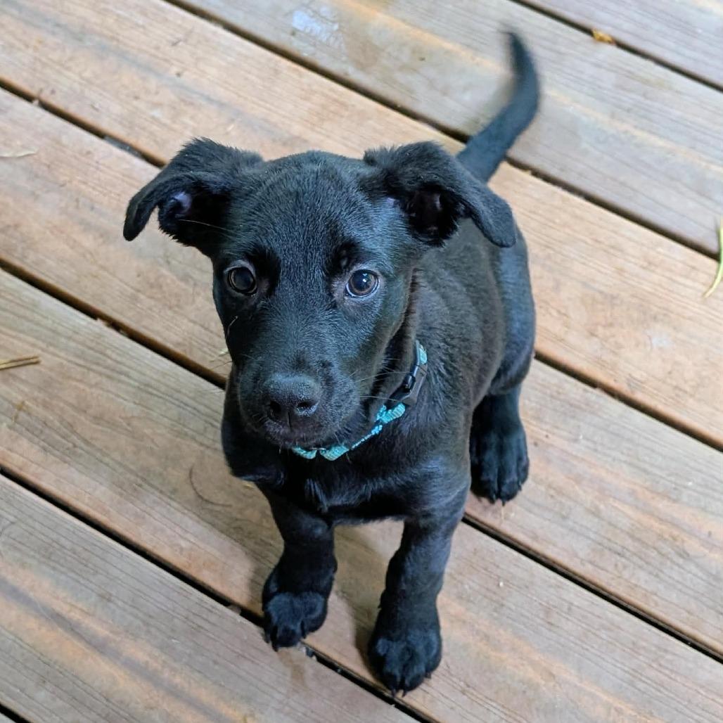 Fern, a Adoptable mixed breed in Phoenix, MD image 2/3