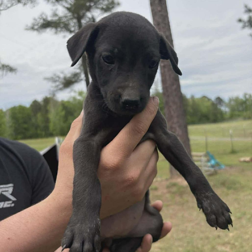 Enlarge Fern, a Adoptable mixed breed in Phoenix, MD image 1/1