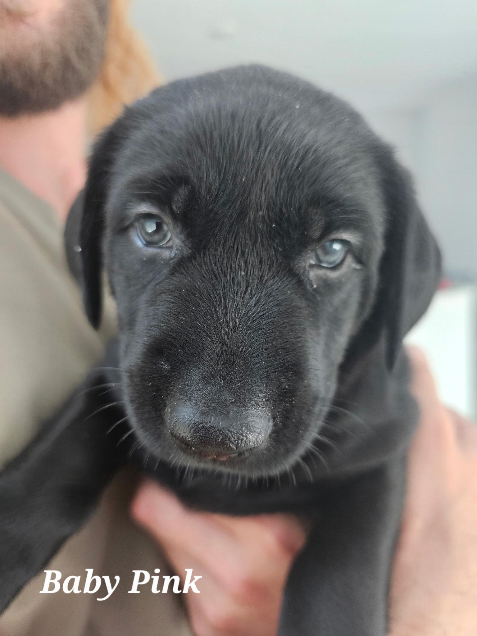 Enlarge Baby Pink (Puppy), an adopted mixed breed in Fort Leavenworth, KS image 1/6