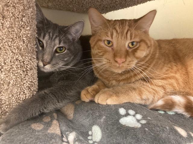Enlarge Trever - bonded with Robin, a Adoptable Domestic Short Hair in Kankakee, IL image 3/6