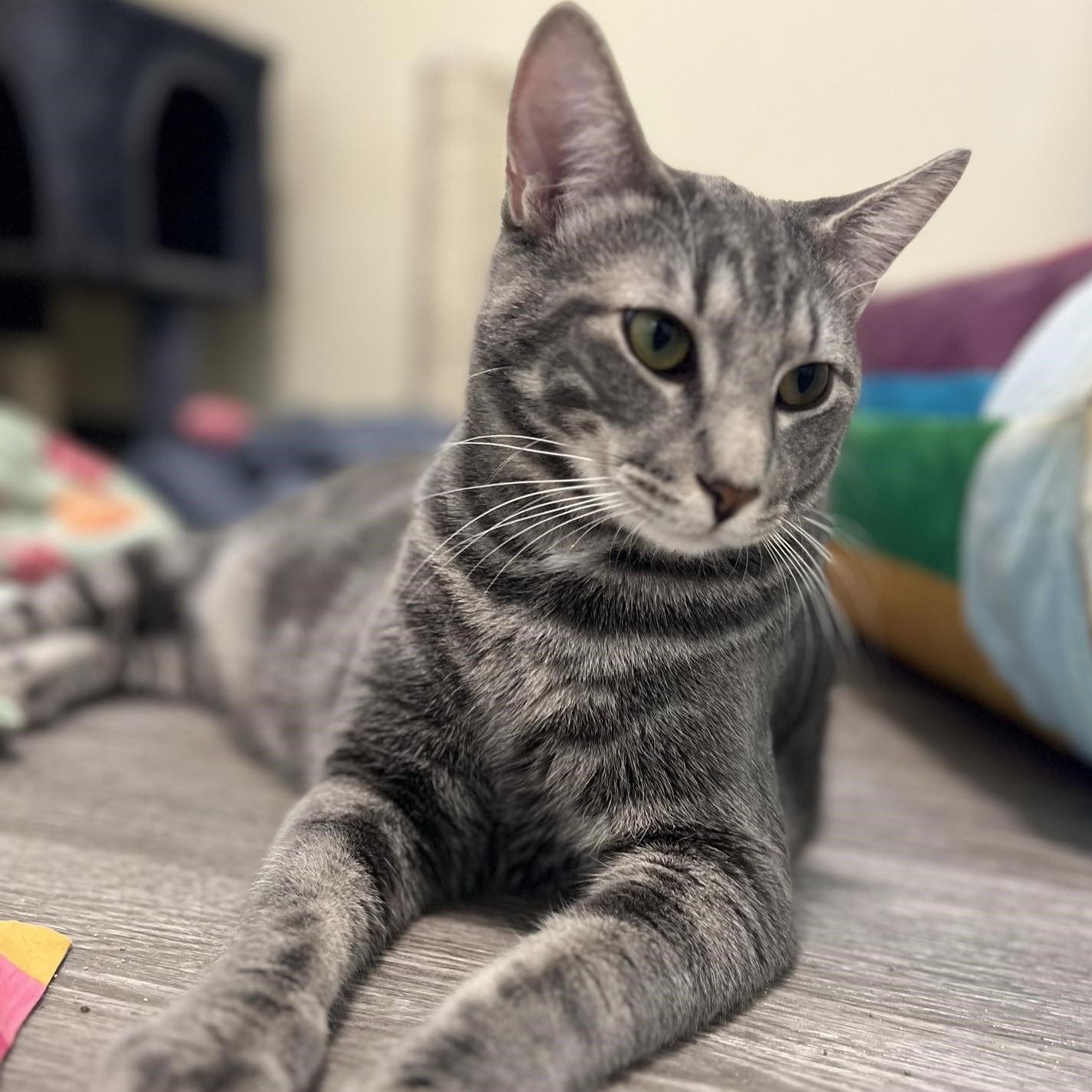 Trever - bonded with Robin, Adoptable, Young Male Domestic Short Hair.