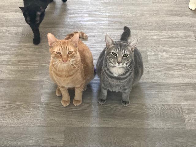 Enlarge Trever - bonded with Robin, a Adoptable Domestic Short Hair in Kankakee, IL image 6/6