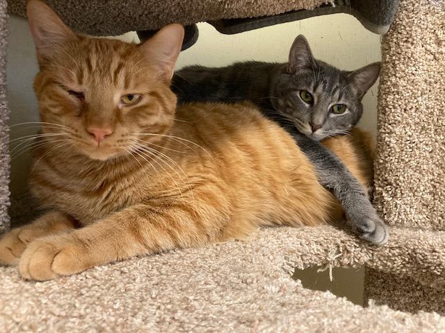Enlarge Trever - bonded with Robin, a Adoptable Domestic Short Hair in Kankakee, IL image 5/6