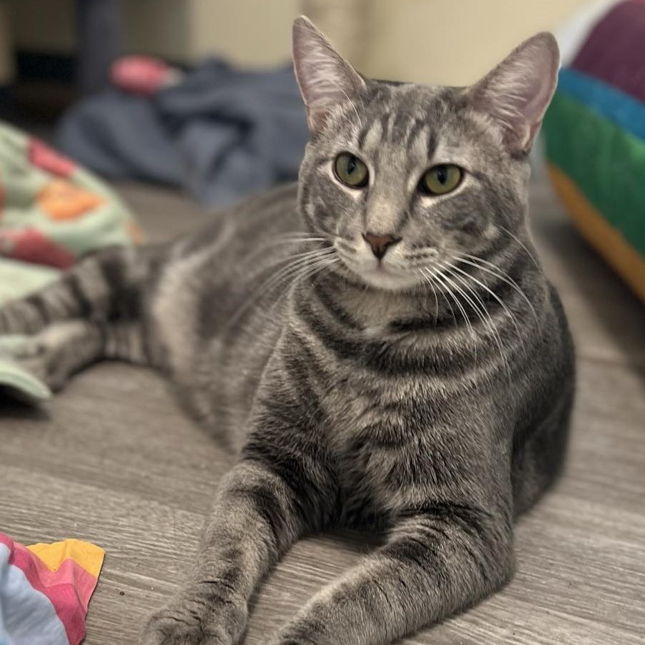 Trever - bonded with Robin, Adoptable, Young Male Domestic Short Hair.