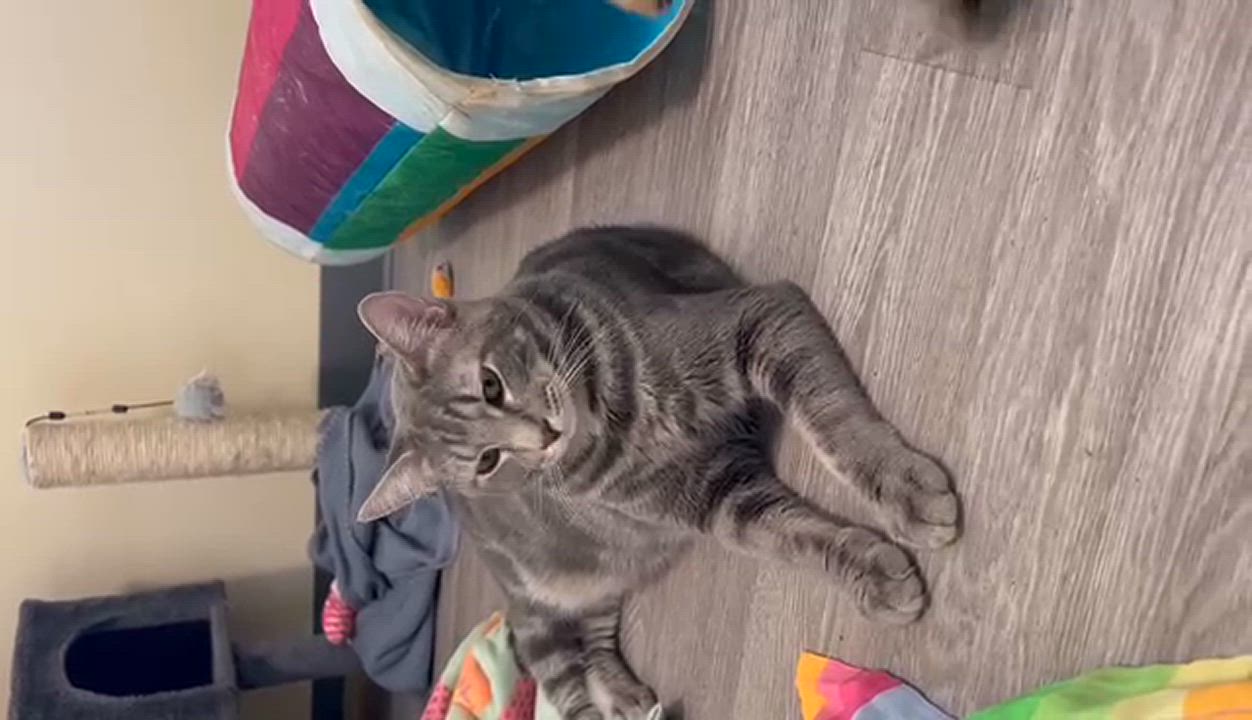 Enlarge Trever - bonded with Robin, a Adoptable Domestic Short Hair in Kankakee, IL video 3/3