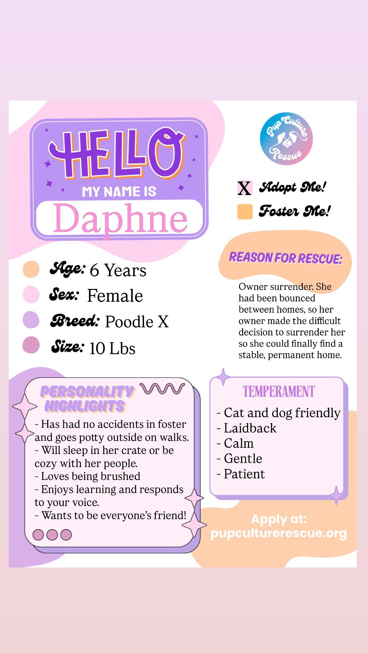 Enlarge Daphne, an adopted mixed breed in Pasadena, CA image 2/6