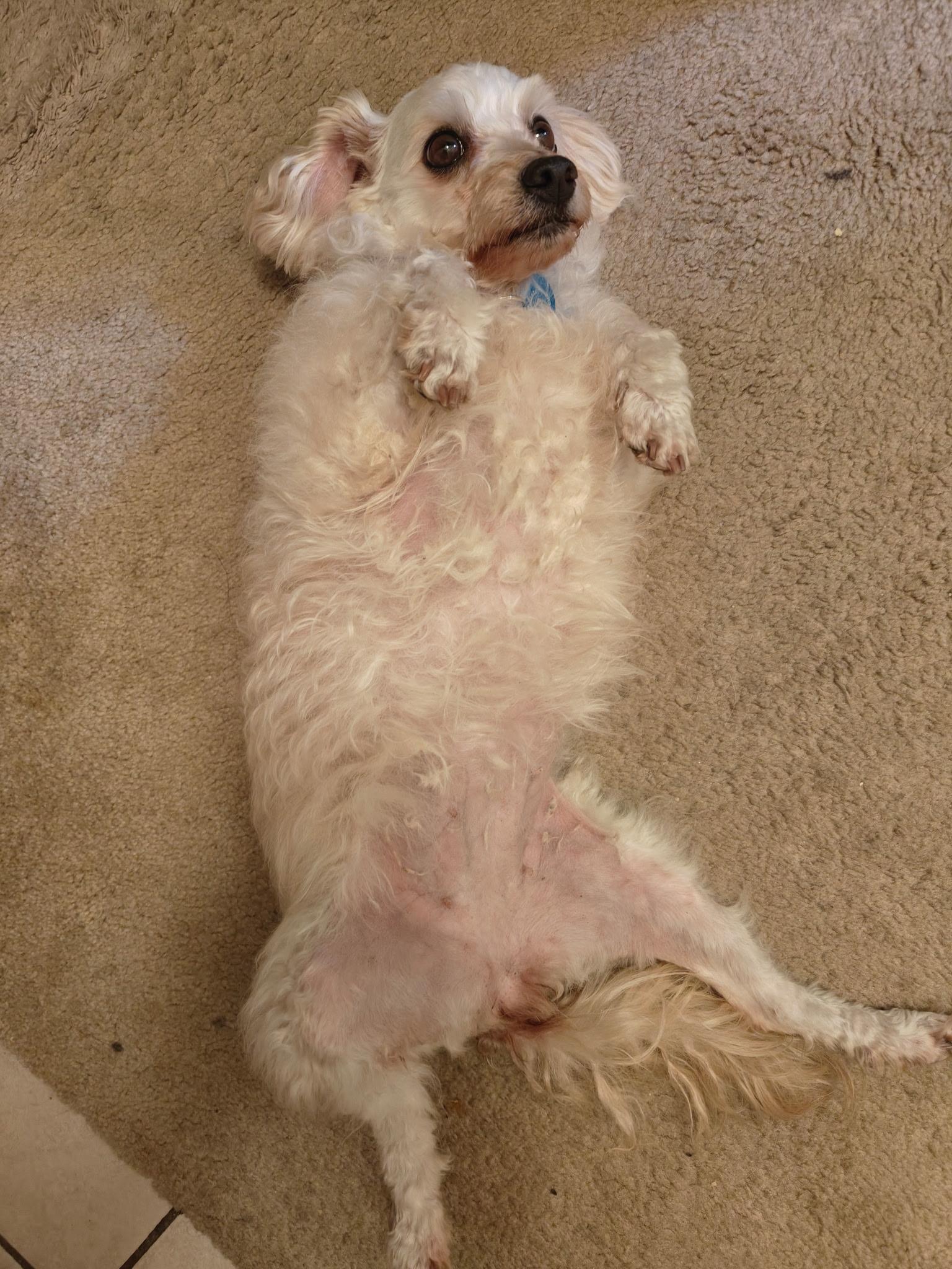 Enlarge Daphne, an adopted mixed breed in Pasadena, CA image 6/6