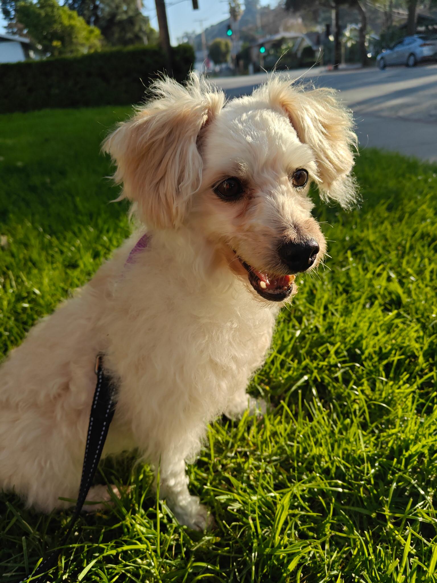 Daphne, adopted, Adult Female Miniature Poodle.