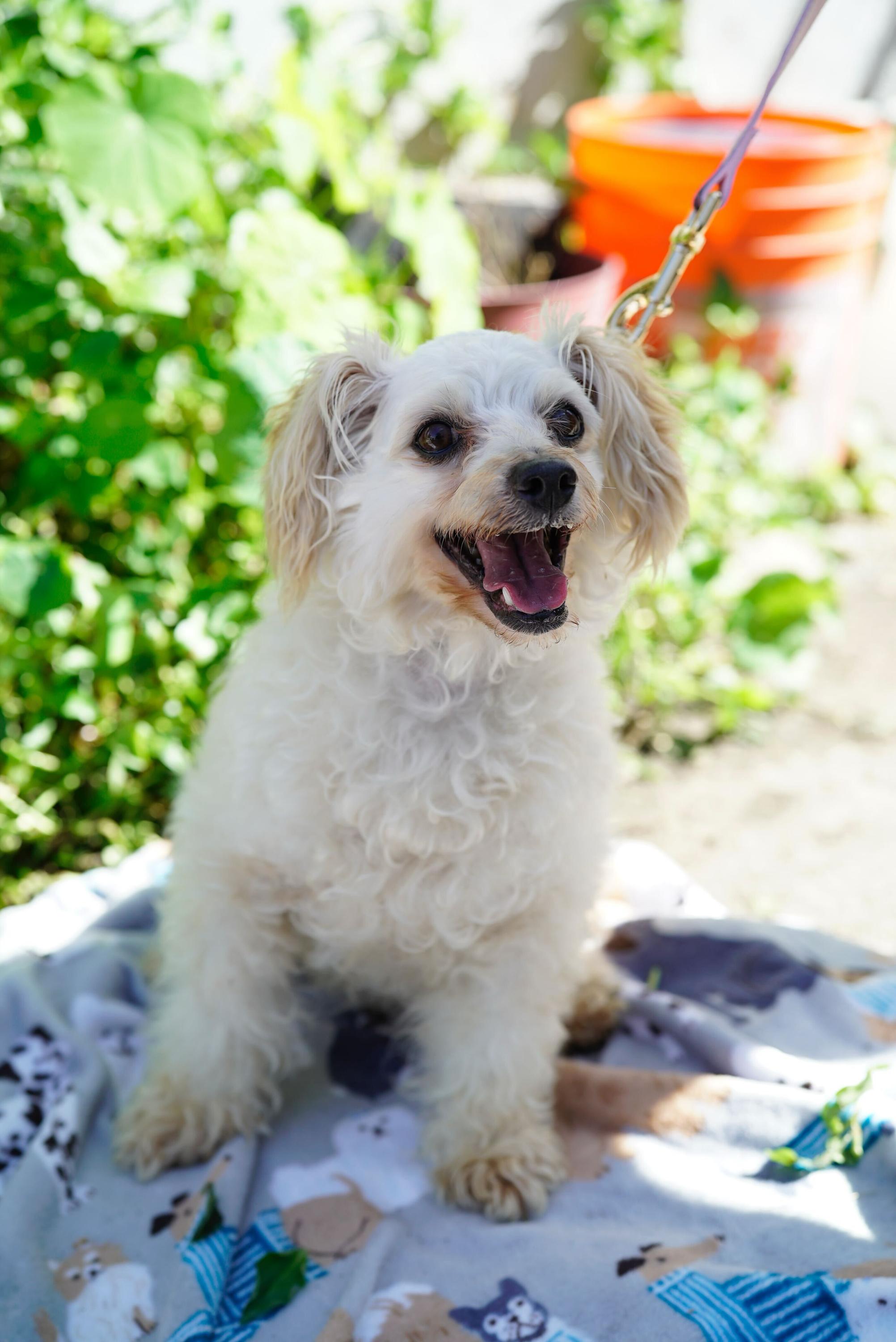 Enlarge Daphne, an adopted mixed breed in Pasadena, CA image 3/6