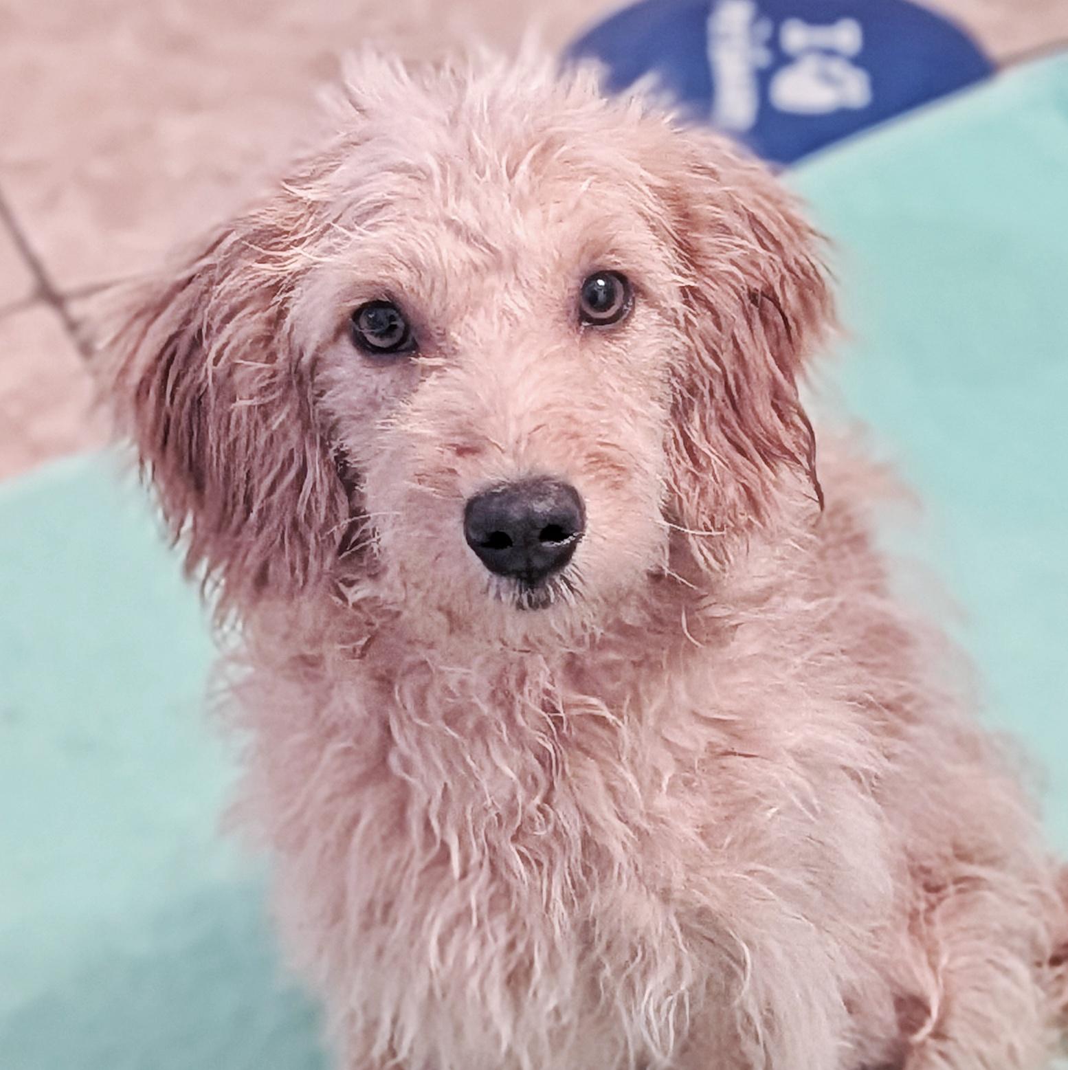 Enlarge Jake, an adopted Goldendoodle in Eustis, FL image 3/3