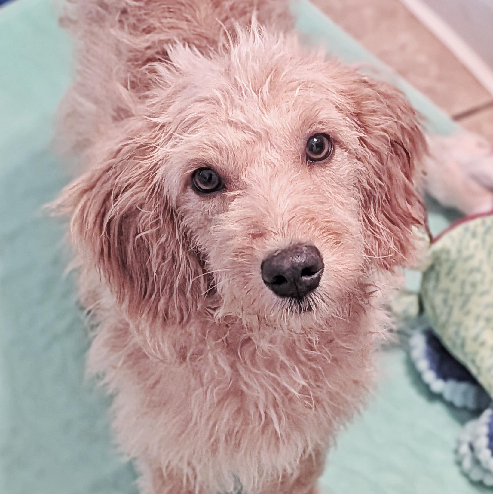 Enlarge Jake, an adopted Goldendoodle in Eustis, FL image 2/3