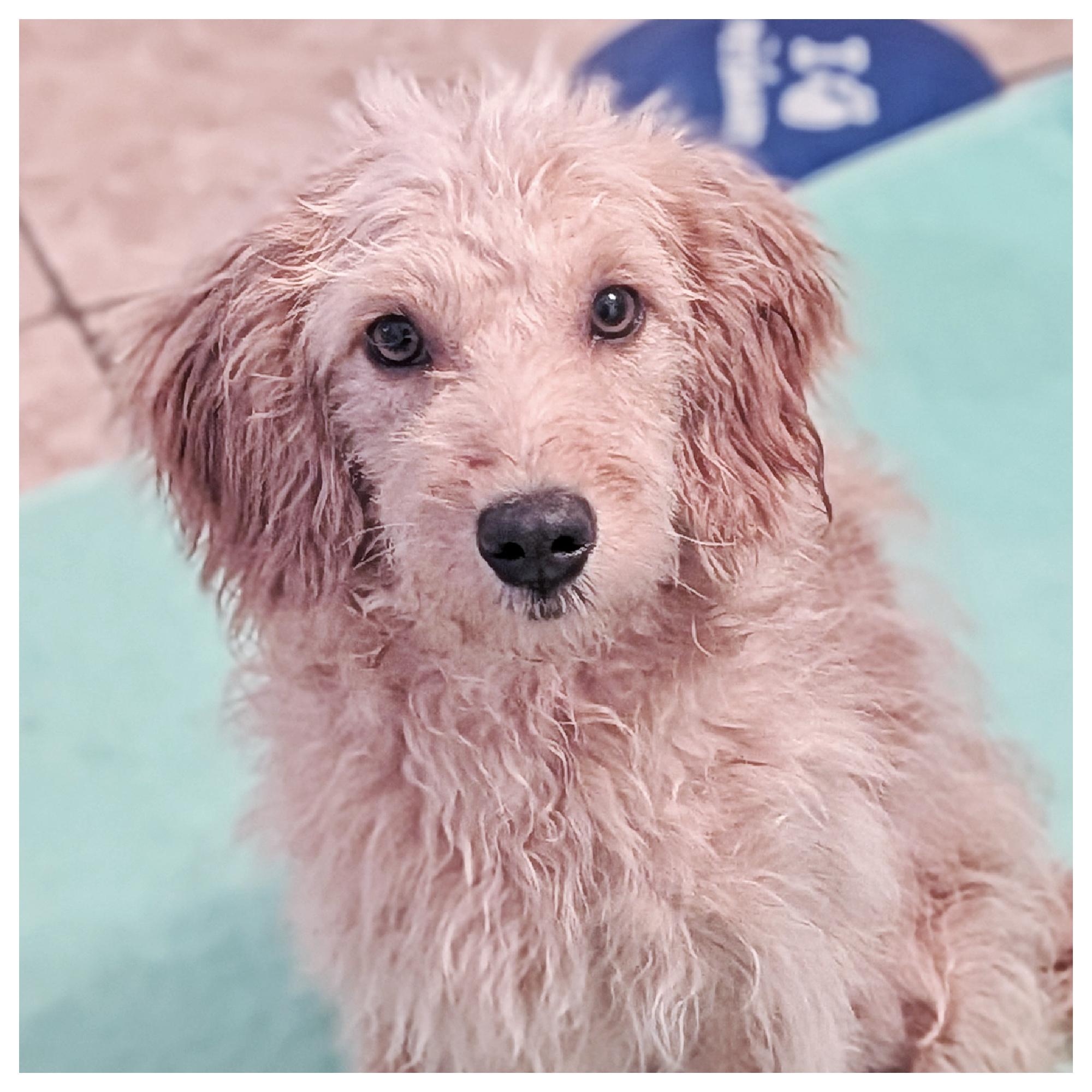 Jake, adopted, Puppy Male Goldendoodle.