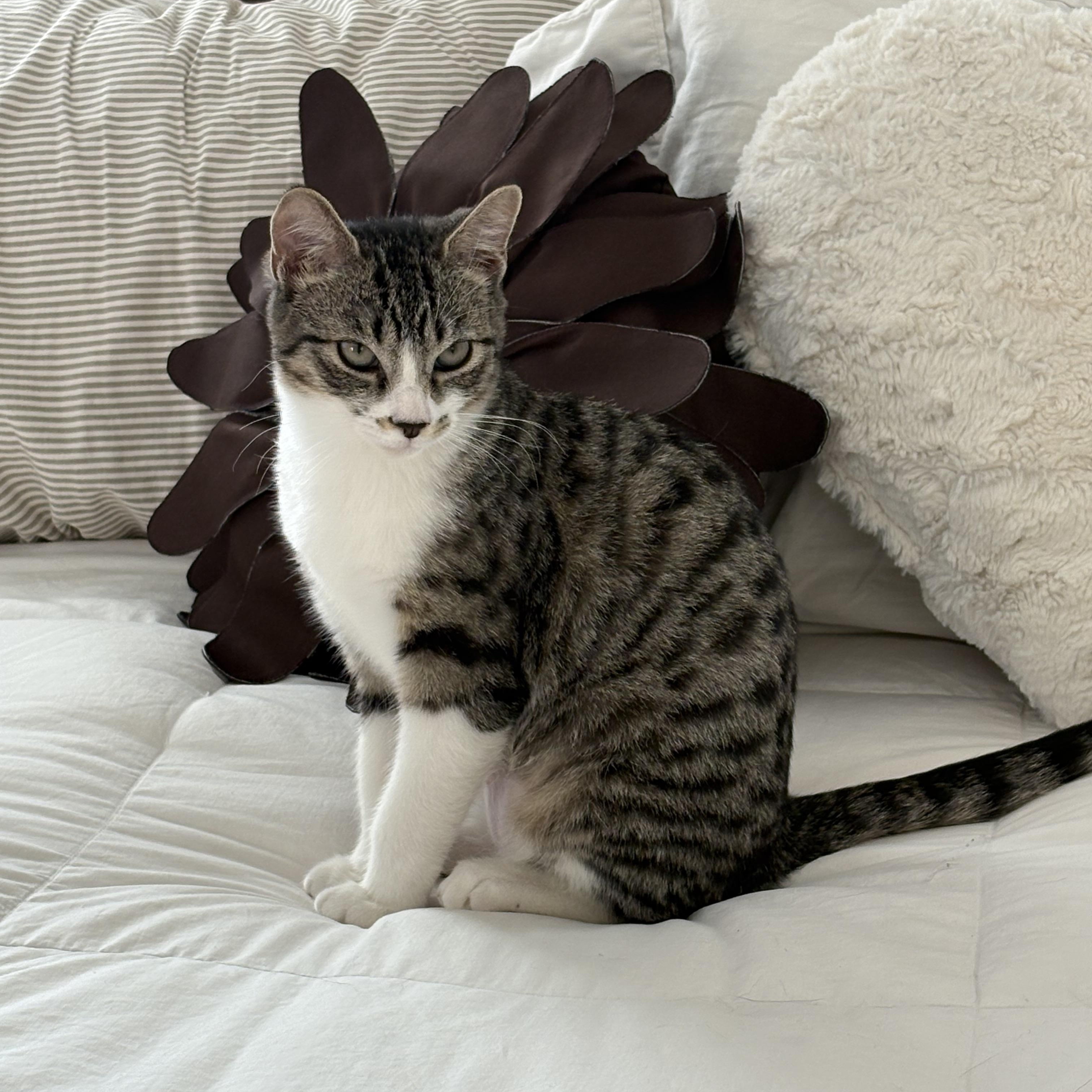 Nutmeg (bonded to Spicy)