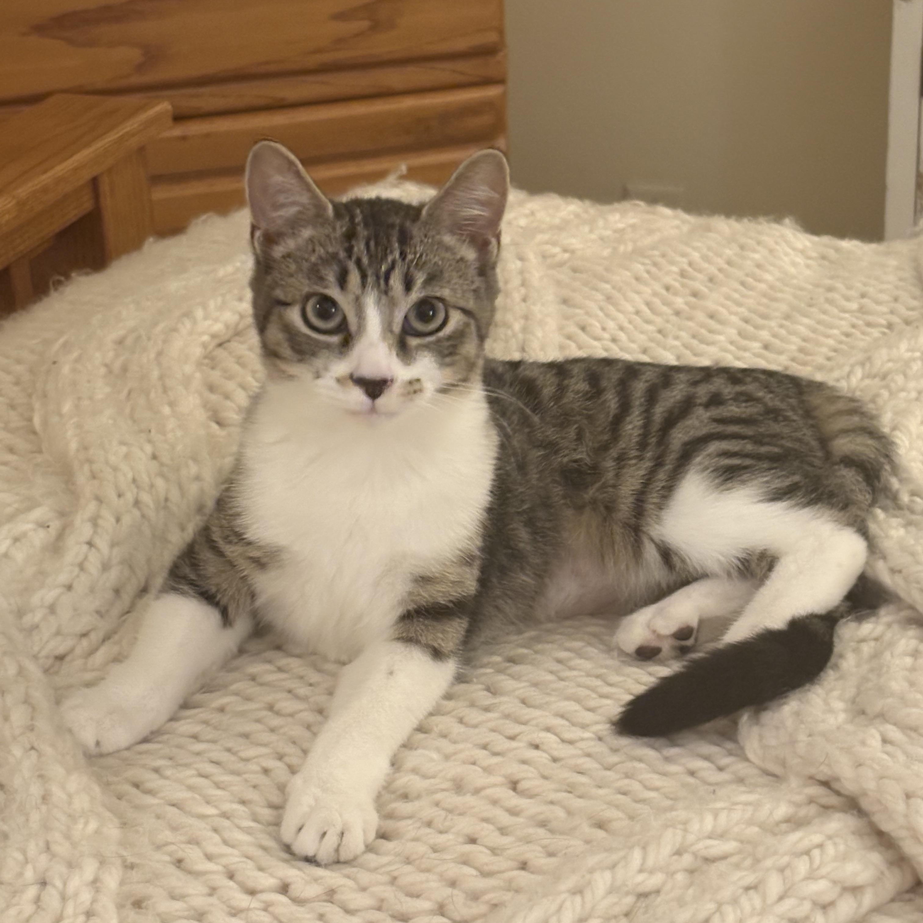 Nutmeg (bonded to Spicy) — thumbnail 2