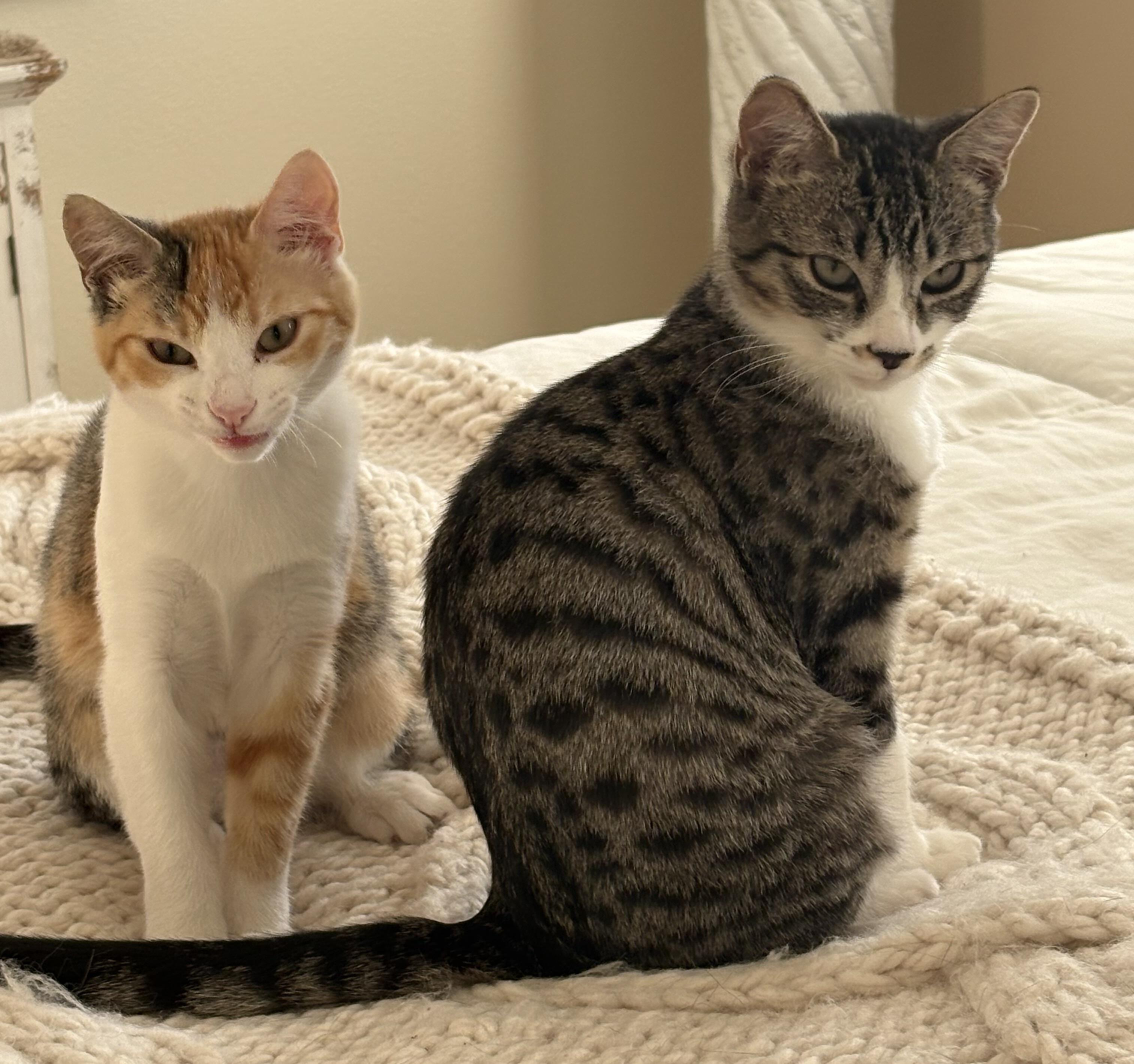 Nutmeg (bonded to Spicy) — thumbnail 3