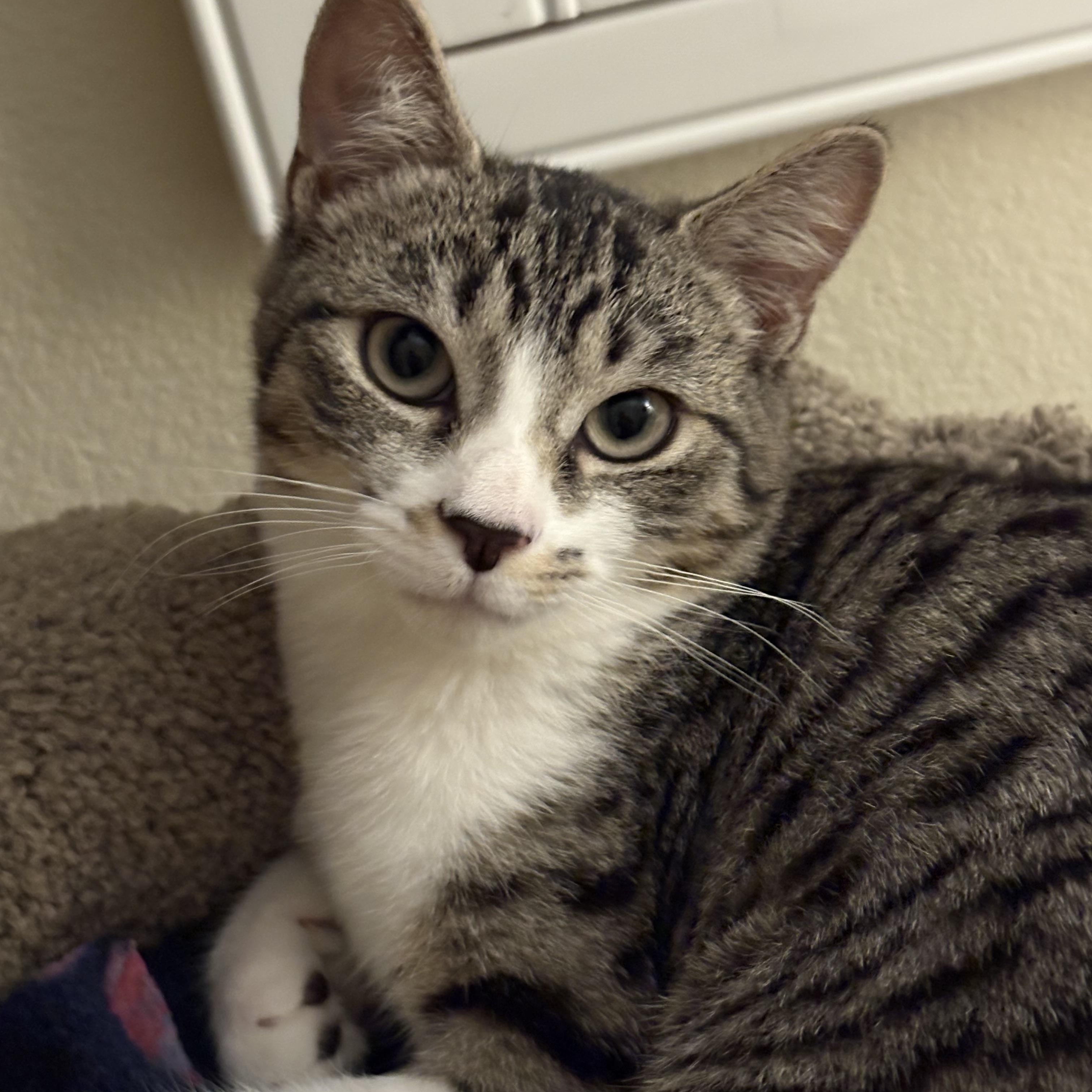 Nutmeg (bonded to Spicy) — thumbnail 4