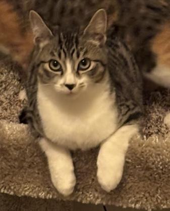 Nutmeg (bonded to Spicy) — thumbnail 5