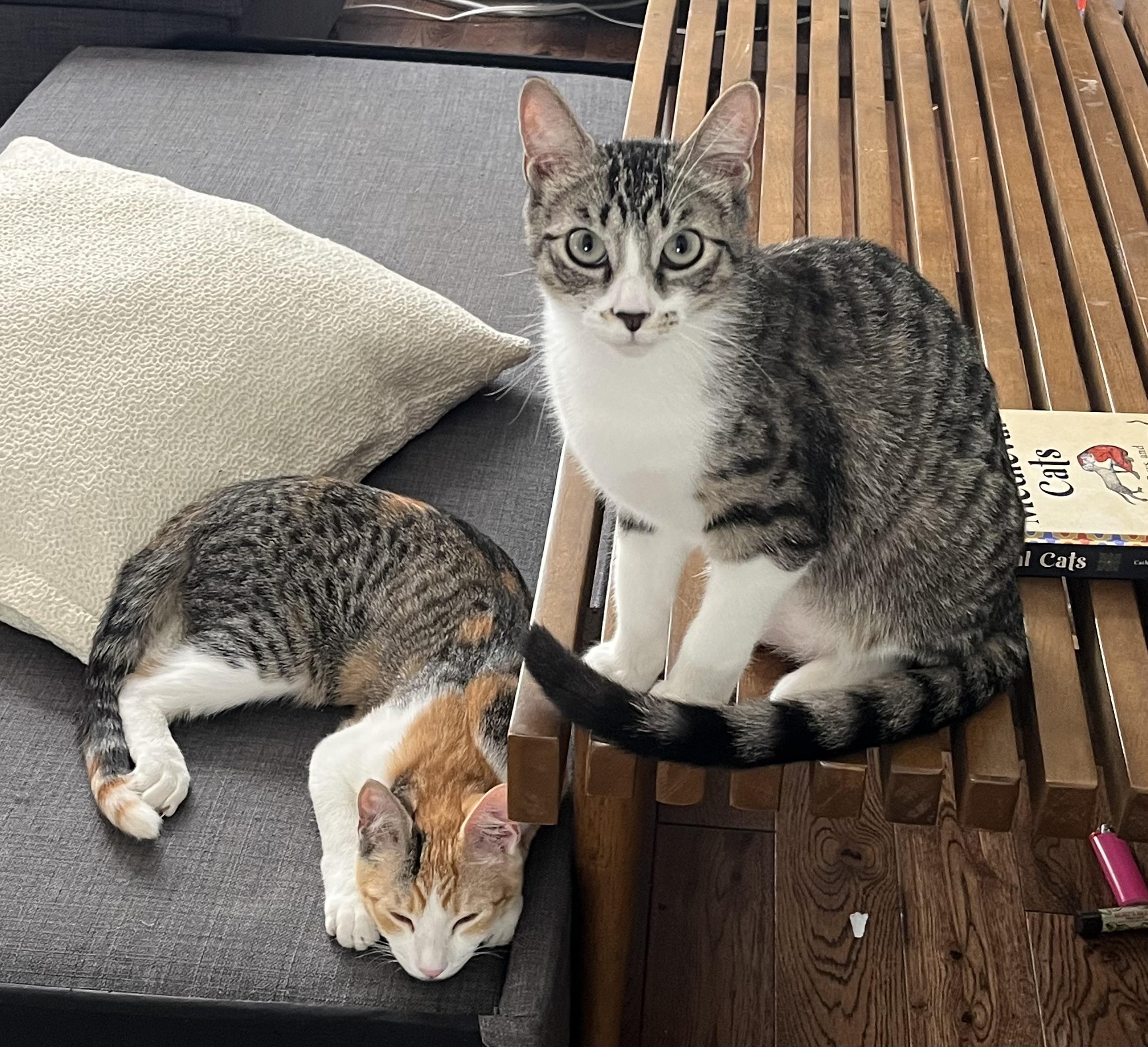 Nutmeg (bonded to Spicy) — thumbnail 6