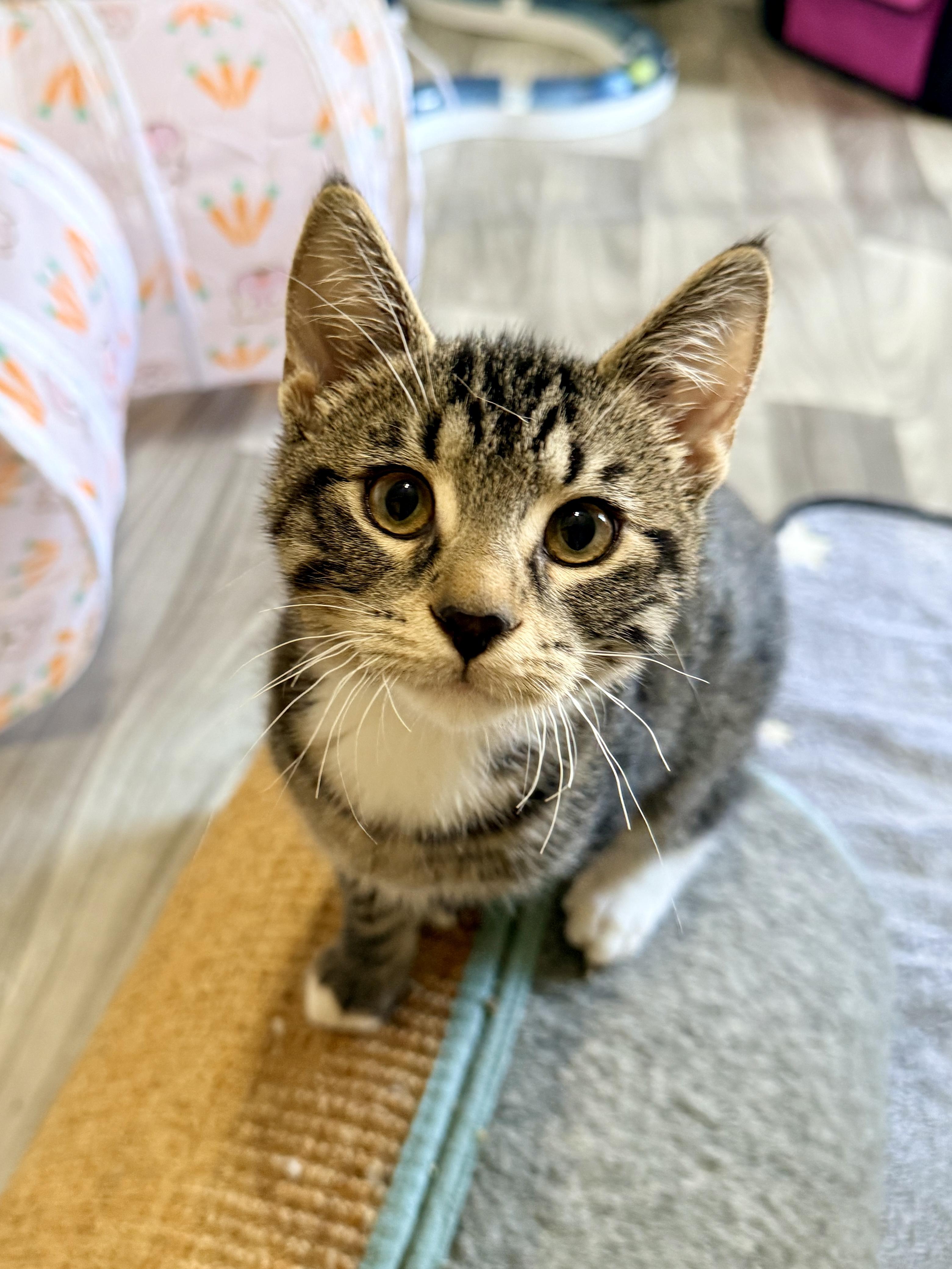 Enlarge Humphrey, a Adoptable Tabby in Frederick, MD image 3/5