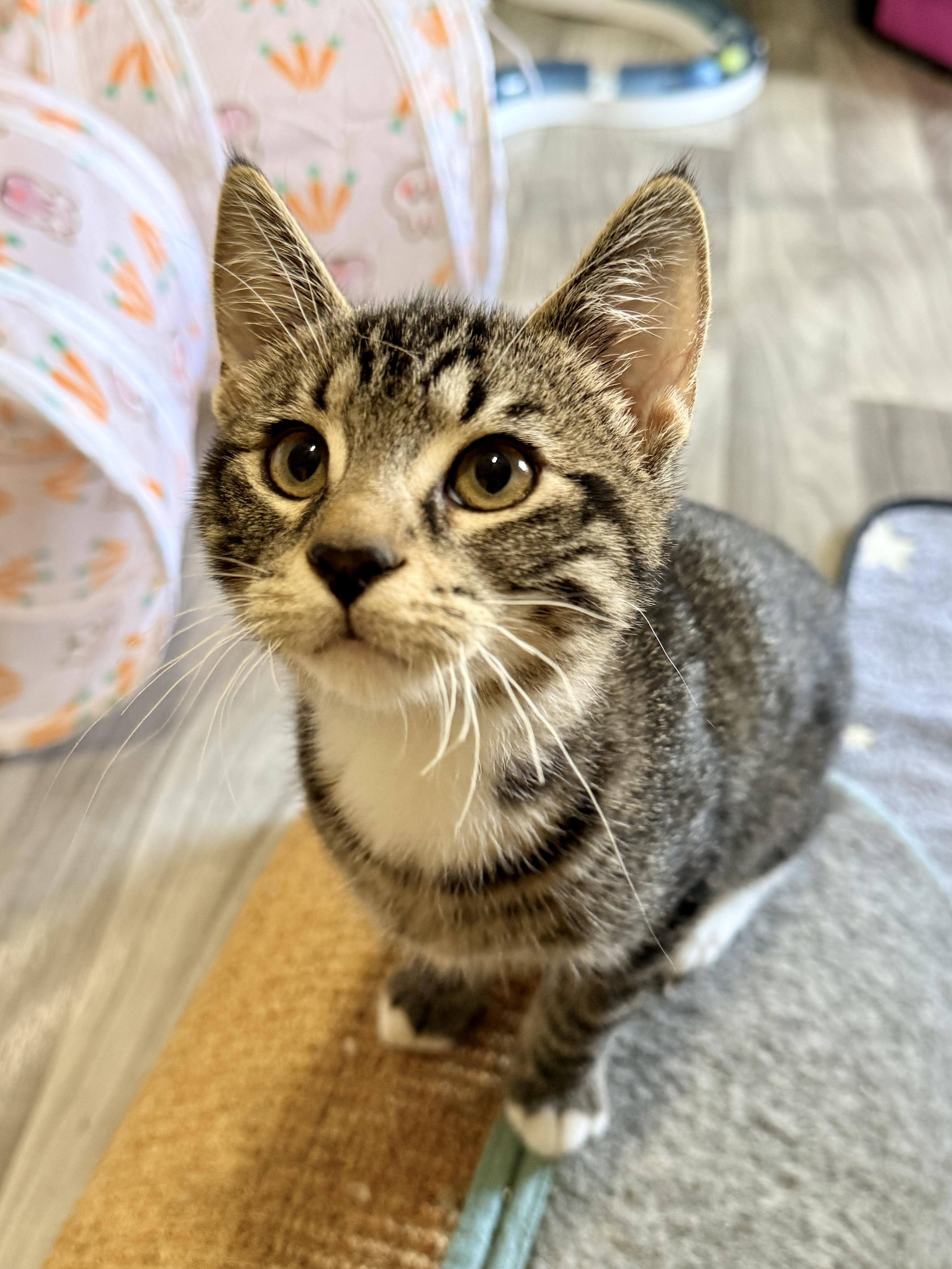 Enlarge Humphrey, a Adoptable Tabby in Frederick, MD image 2/5