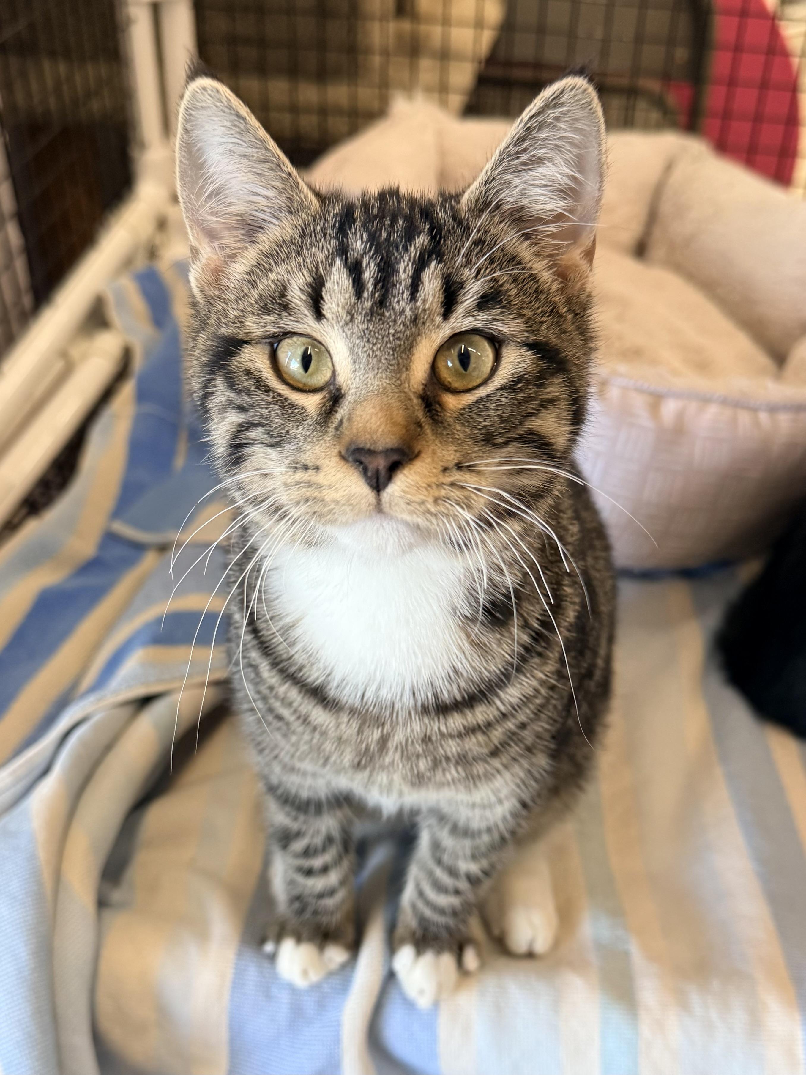 Humphrey, Adoptable, Kitten Male Tabby.