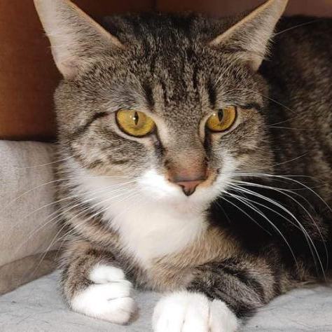 Bubbles, a Adoptable Domestic Short Hair in Avondale, PA image 1/10