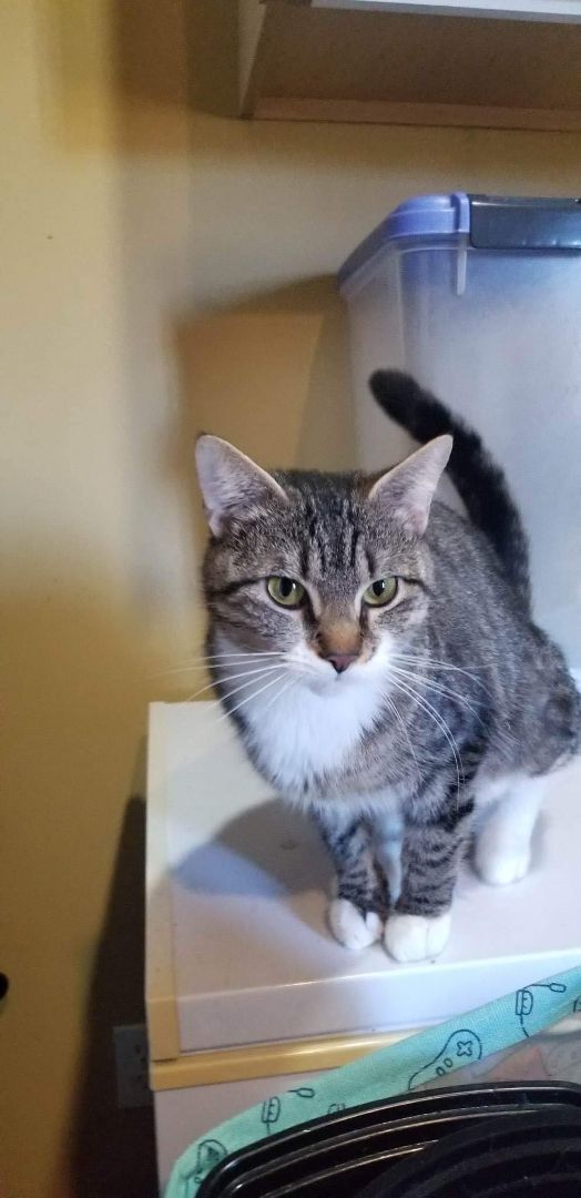 Bubbles, a Adoptable Domestic Short Hair in Avondale, PA image 2/10