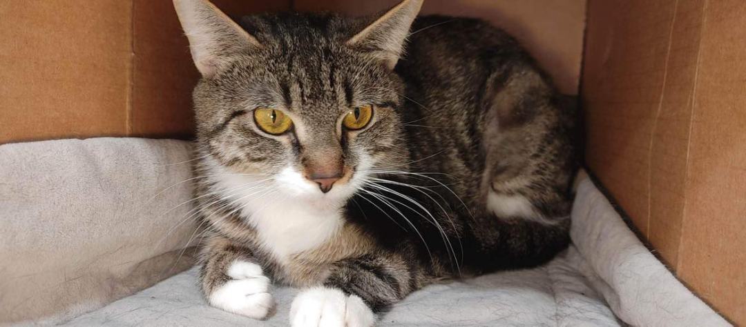 Bubbles, a Adoptable Domestic Short Hair in Avondale, PA image 3/10