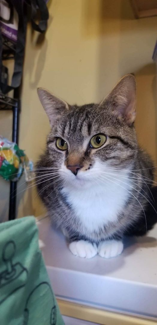 Bubbles, a Adoptable Domestic Short Hair in Avondale, PA image 4/10