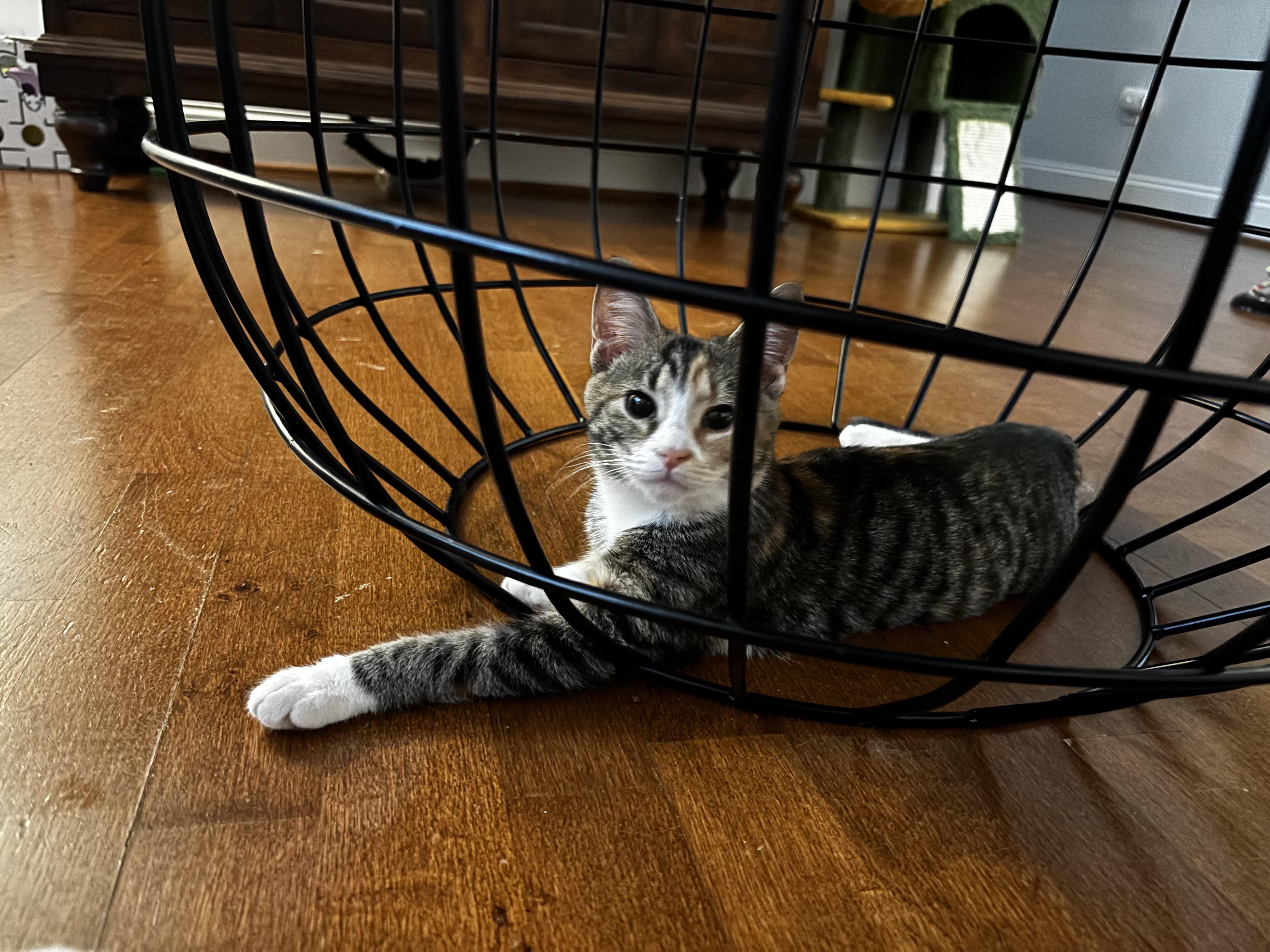 Enlarge Gertrude - Athens GA, a Adopted Domestic Short Hair in Athens, GA image 5/6