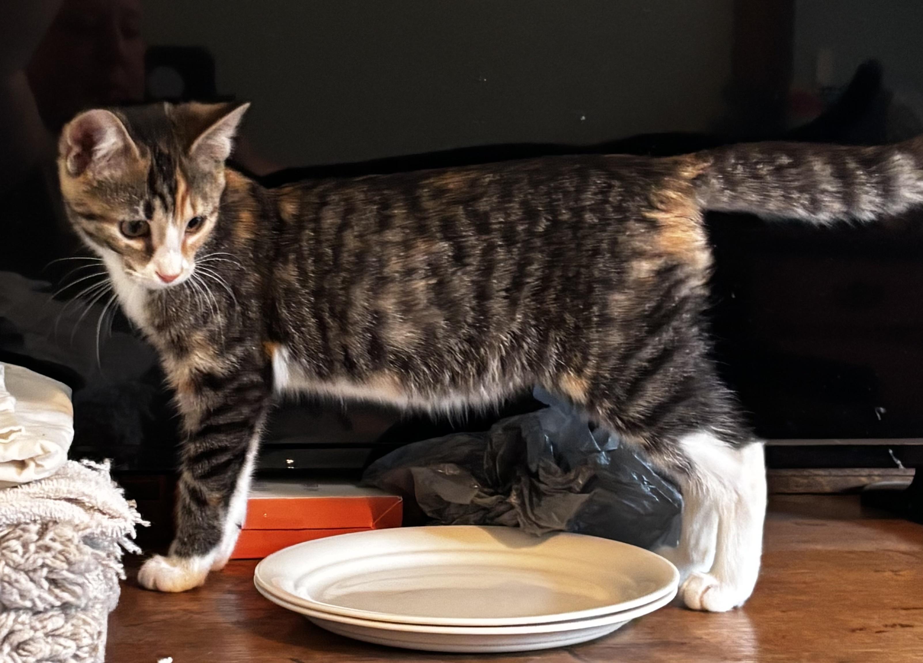 Enlarge Gertrude - Athens GA, a Adopted Domestic Short Hair in Athens, GA image 3/6