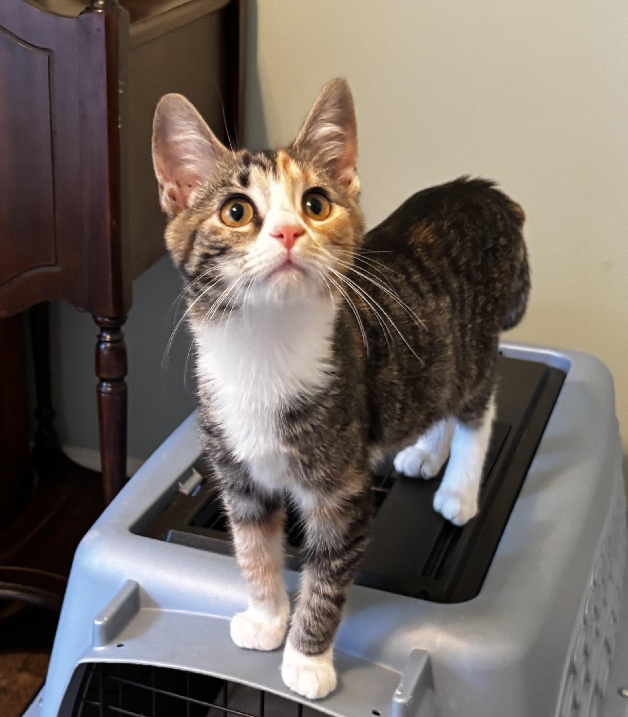 Gertrude - Athens GA, Adopted, Kitten Female Domestic Short Hair.
