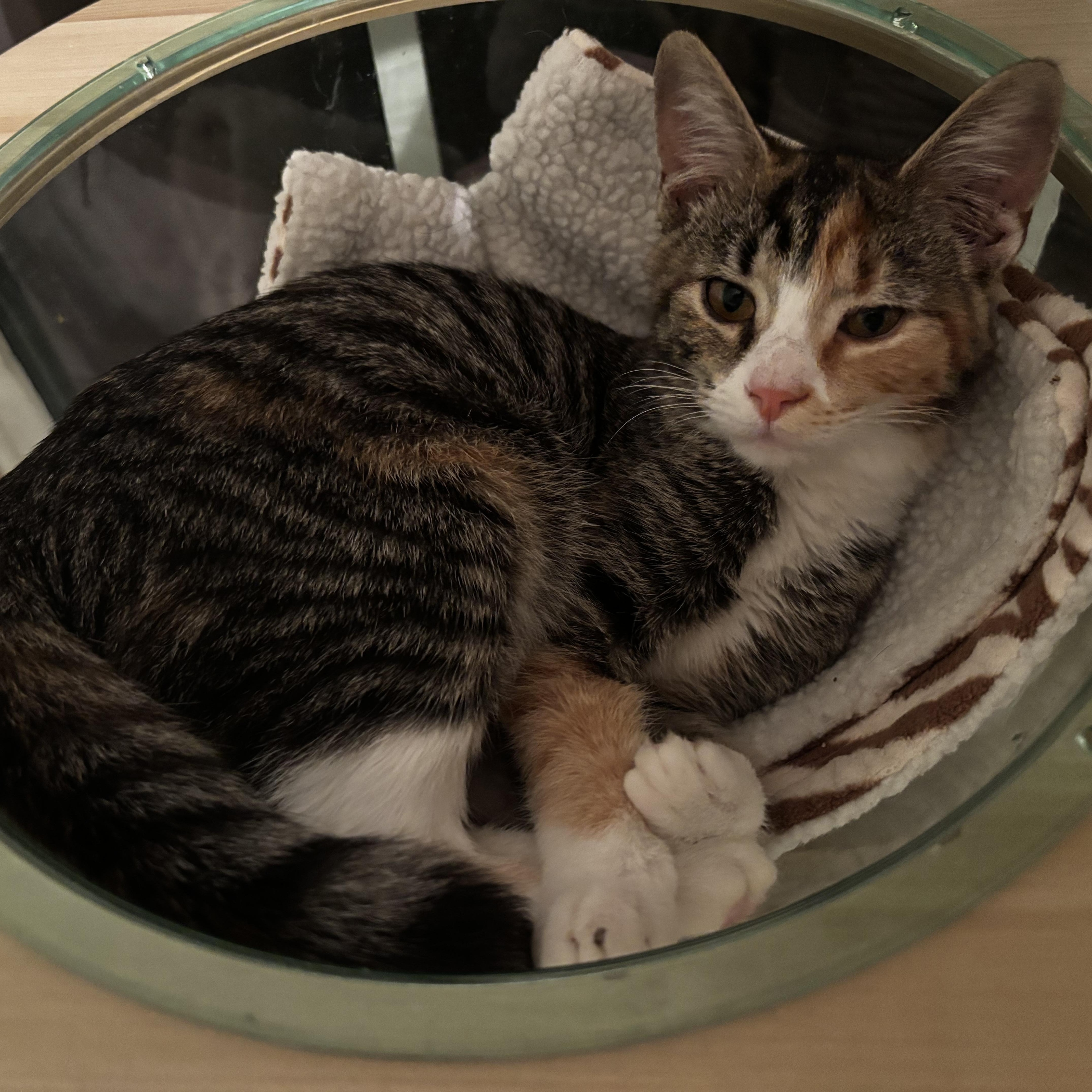 Enlarge Gertrude - Athens GA, a Adopted Domestic Short Hair in Athens, GA image 6/6
