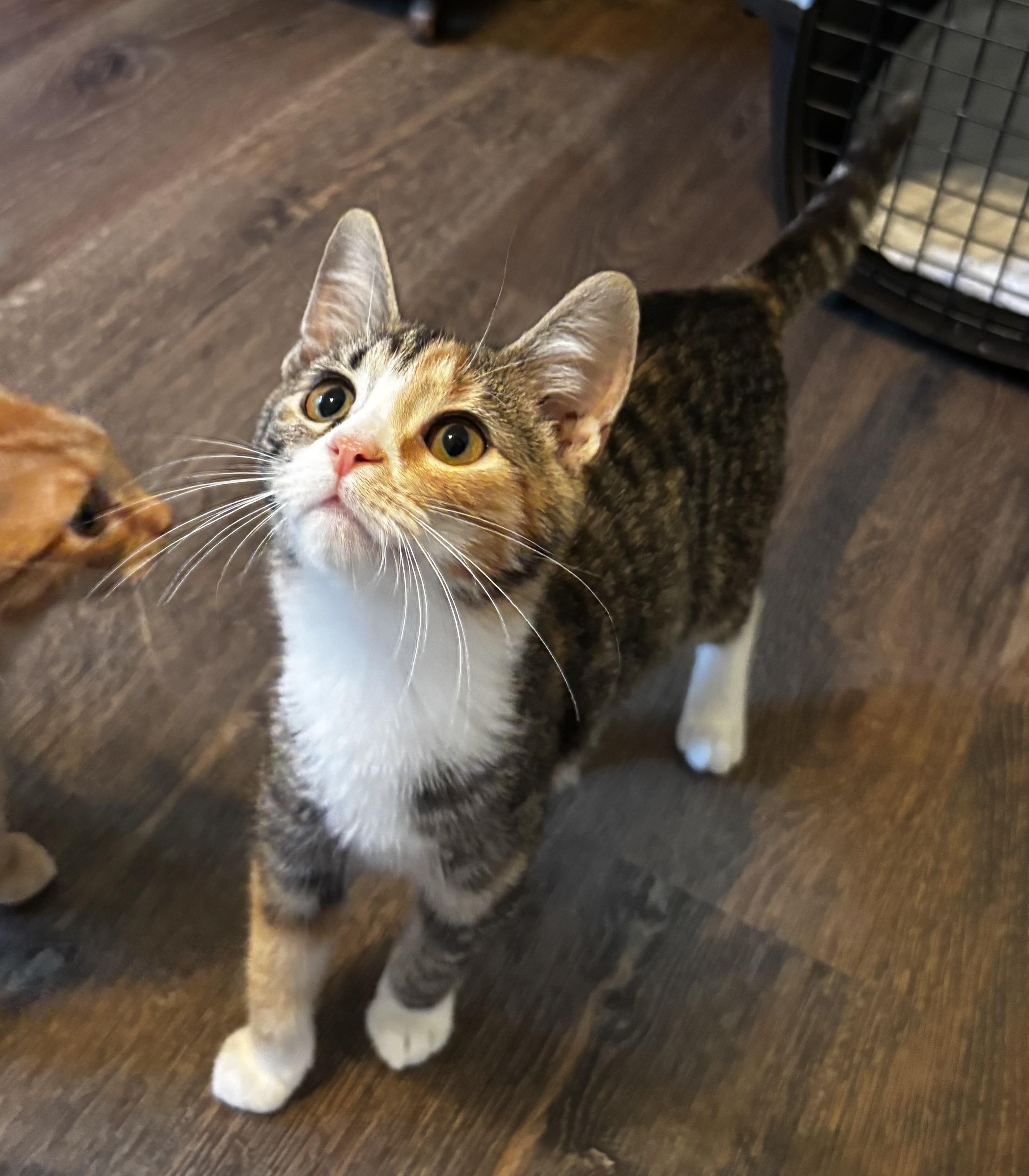 Enlarge Gertrude - Athens GA, a Adopted Domestic Short Hair in Athens, GA image 2/6