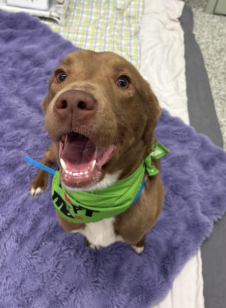 Golden Carrot, Adoptable, Young Male Mixed Breed.