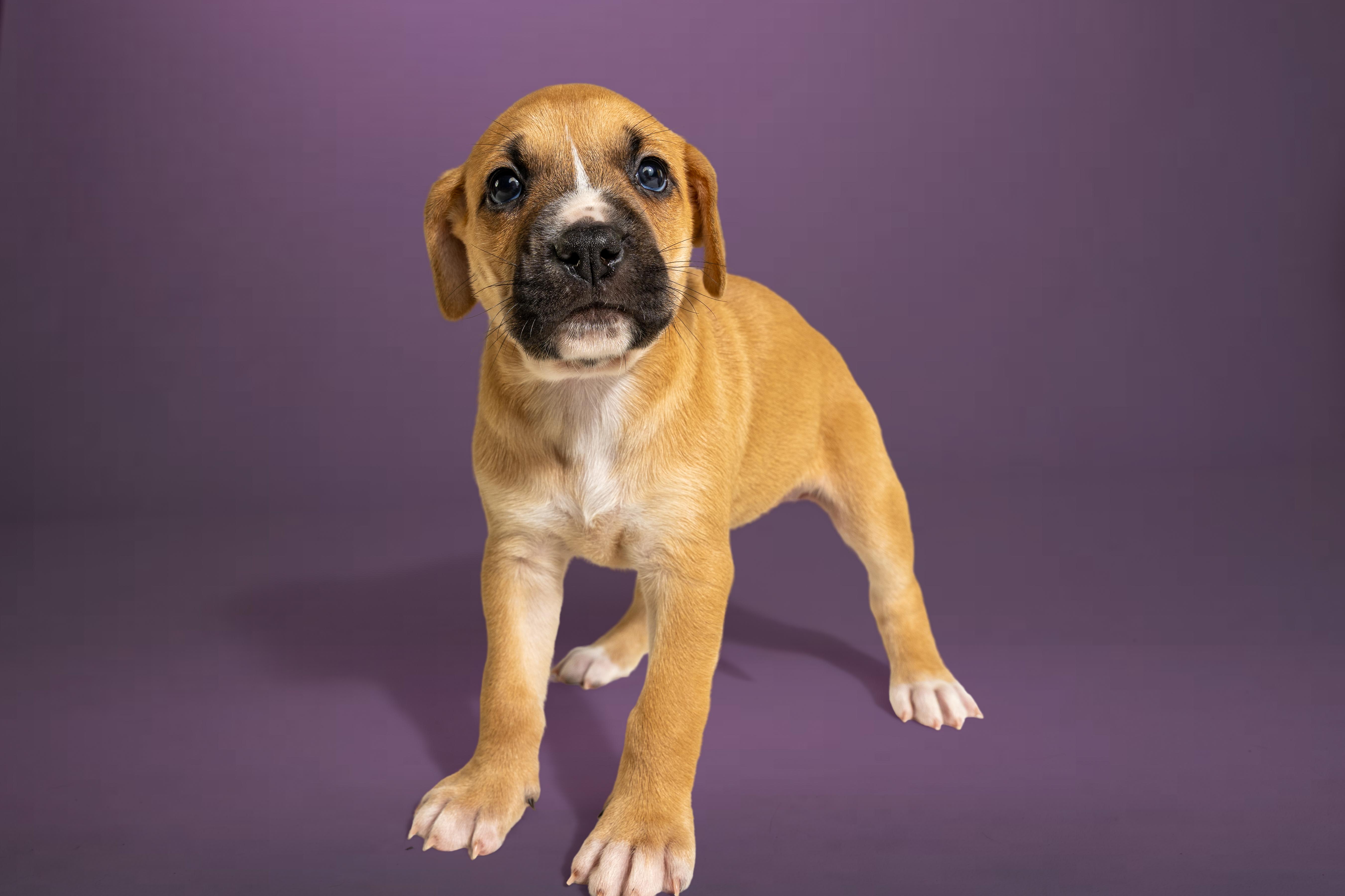 Enlarge Leslie, a ADOPTABLE mixed breed in Simsbury, CT image 2/3