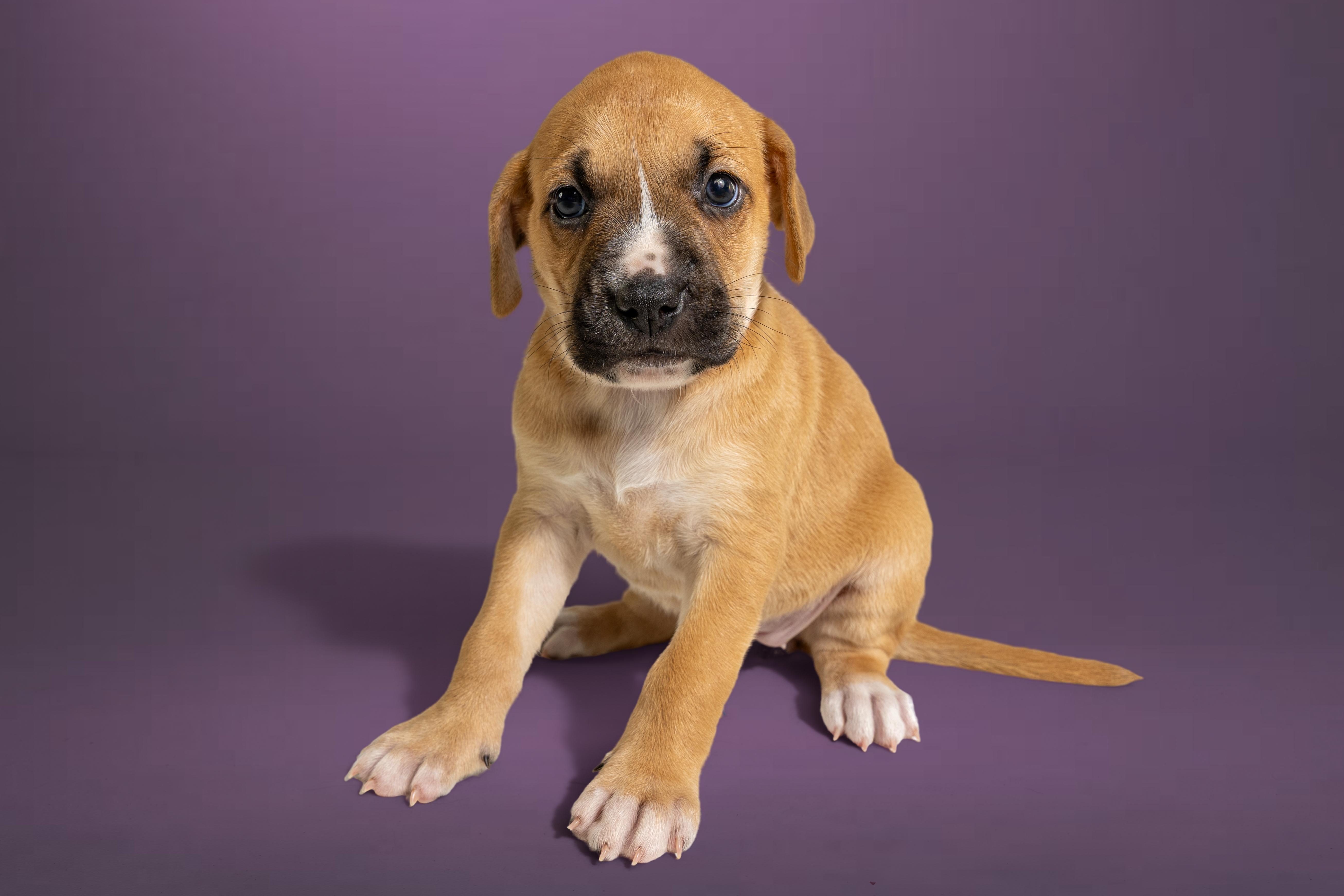 Leslie, ADOPTABLE, Puppy Female Boxer & Labrador Retriever.