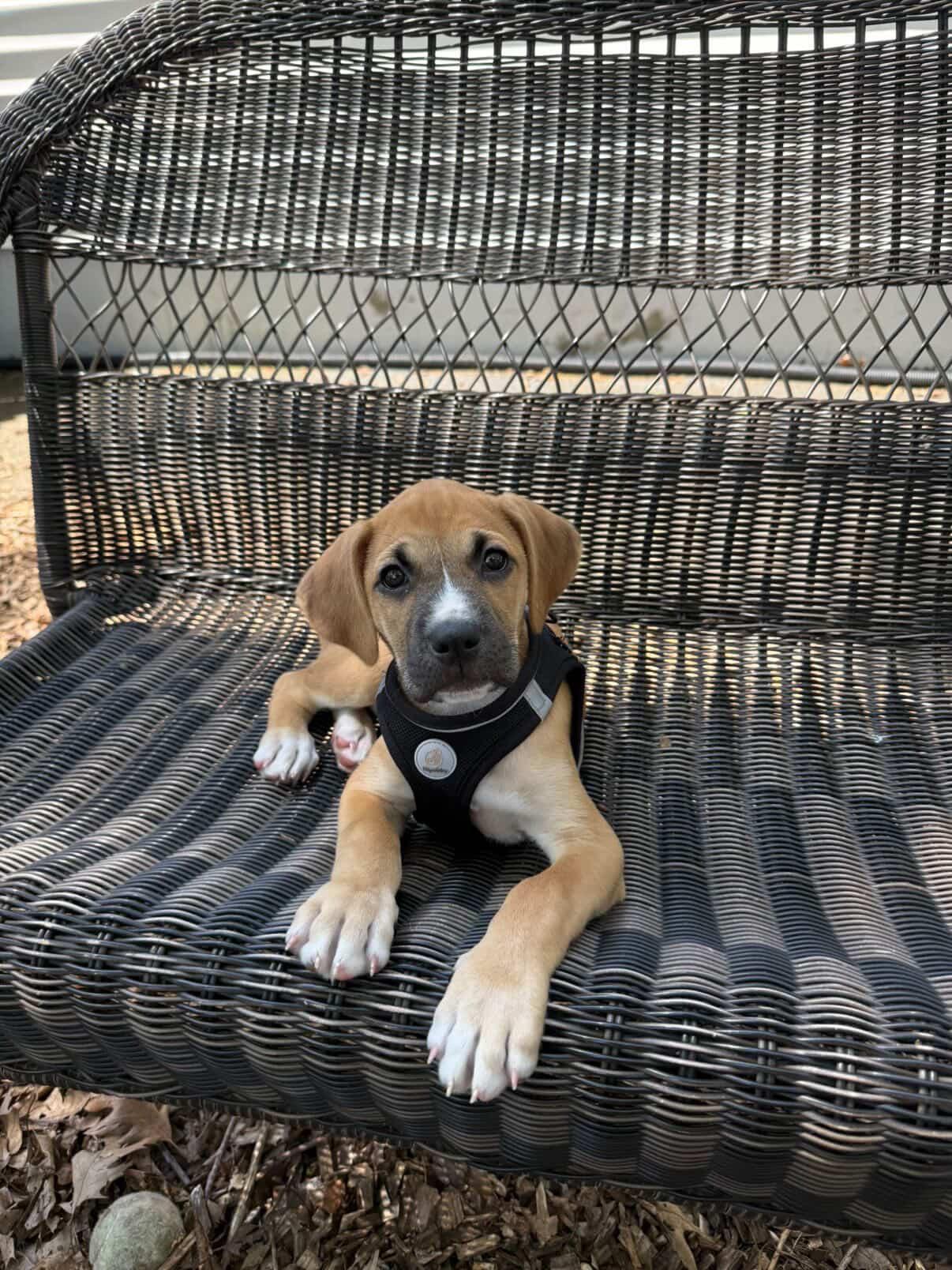 Leslie, an adopted mixed breed in Simsbury, CT image 1/3