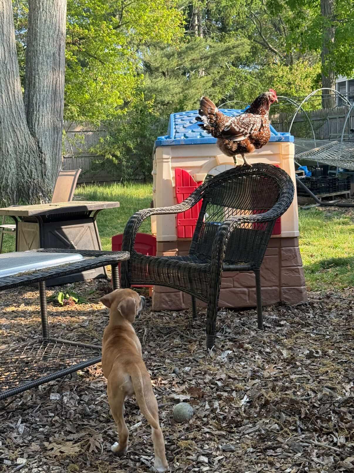 Leslie, an adopted mixed breed in Simsbury, CT image 2/3