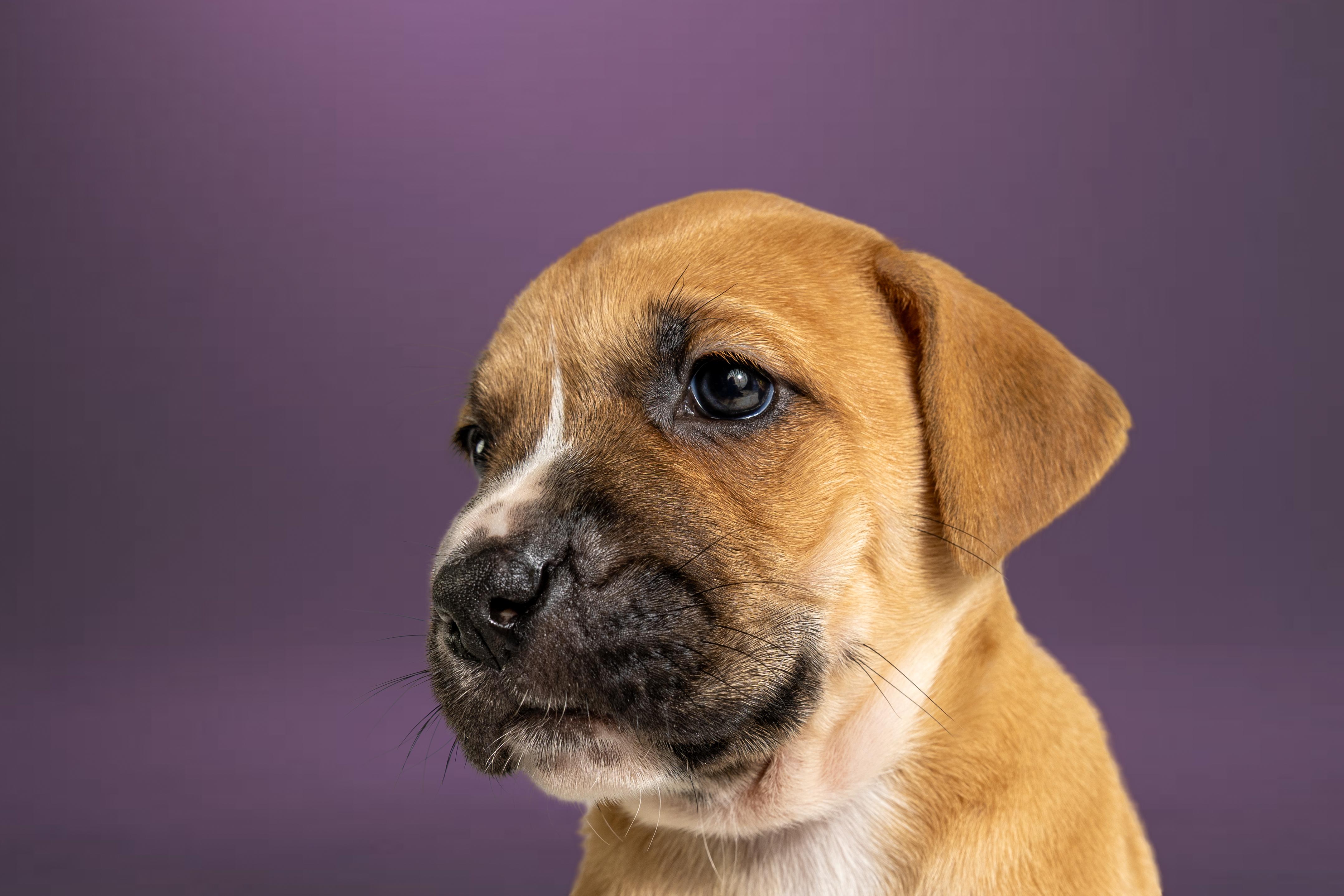 Enlarge Leslie, a ADOPTABLE mixed breed in Simsbury, CT image 3/3