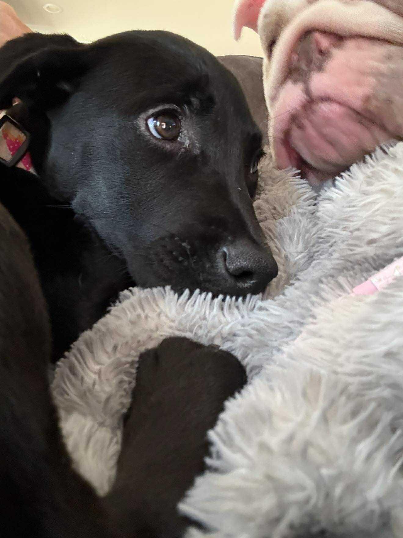 Saber 0557, Adopted, Puppy Female Labrador Retriever & Hound.