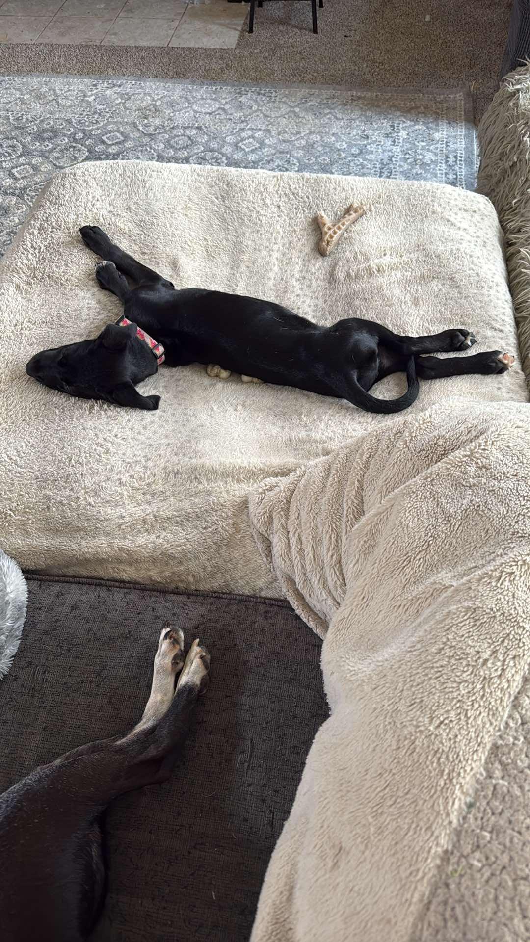 Enlarge Saber 0557, a Adopted mixed breed in Stephens City, VA image 2/3