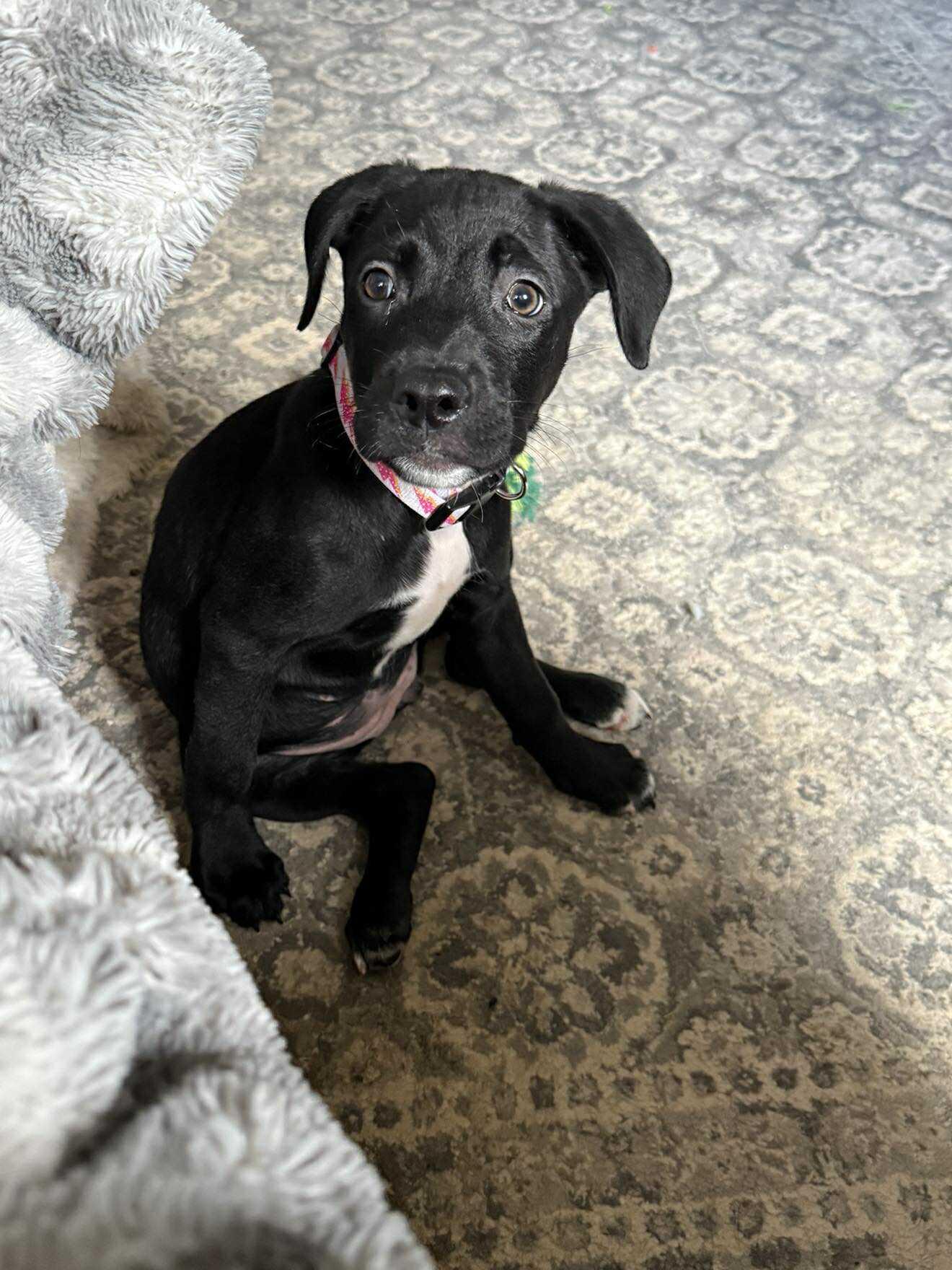 Enlarge Saber 0557, a Adopted mixed breed in Stephens City, VA image 3/3