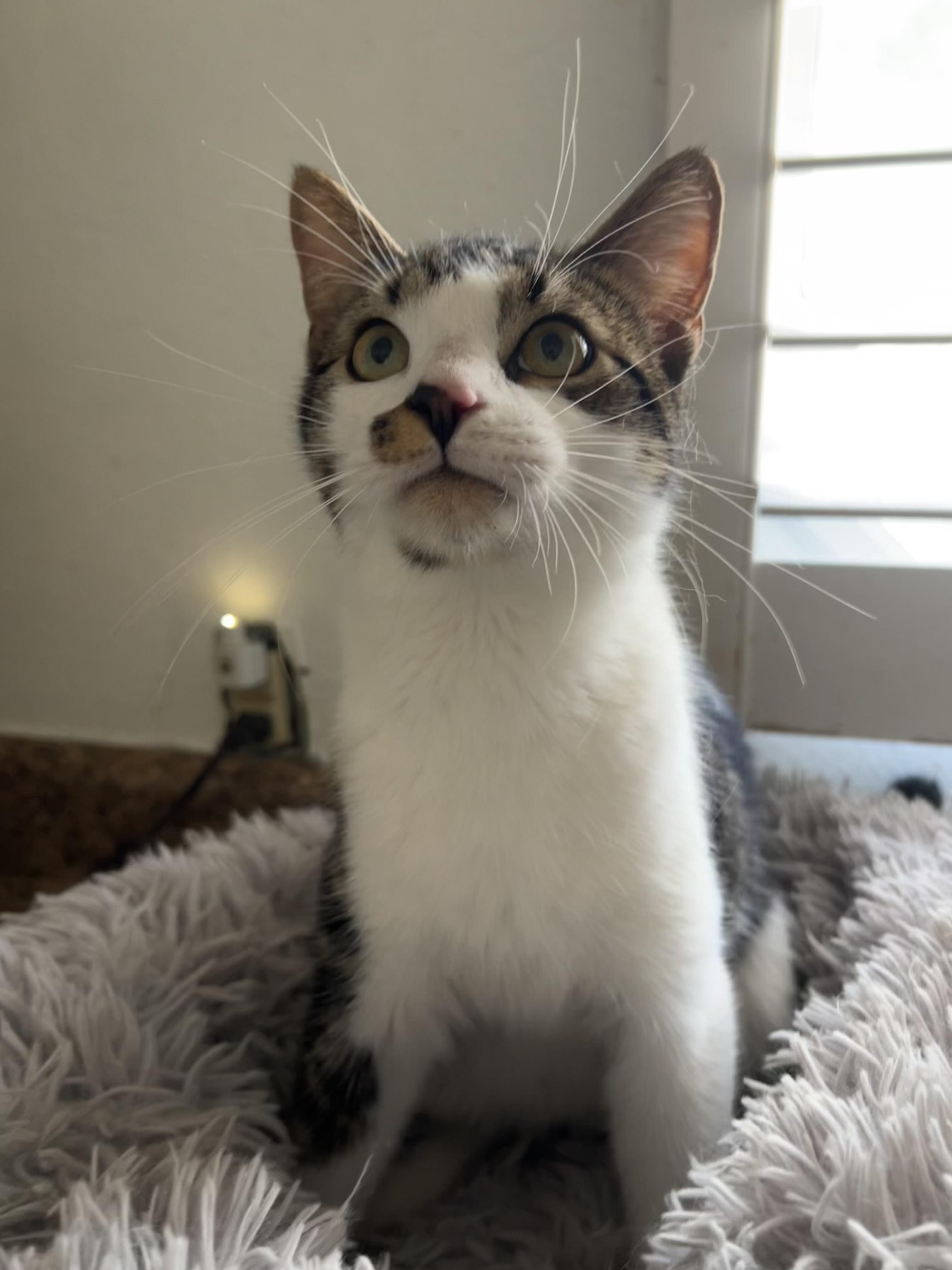 Bucky, ADOPTABLE, Young Male Domestic Short Hair.