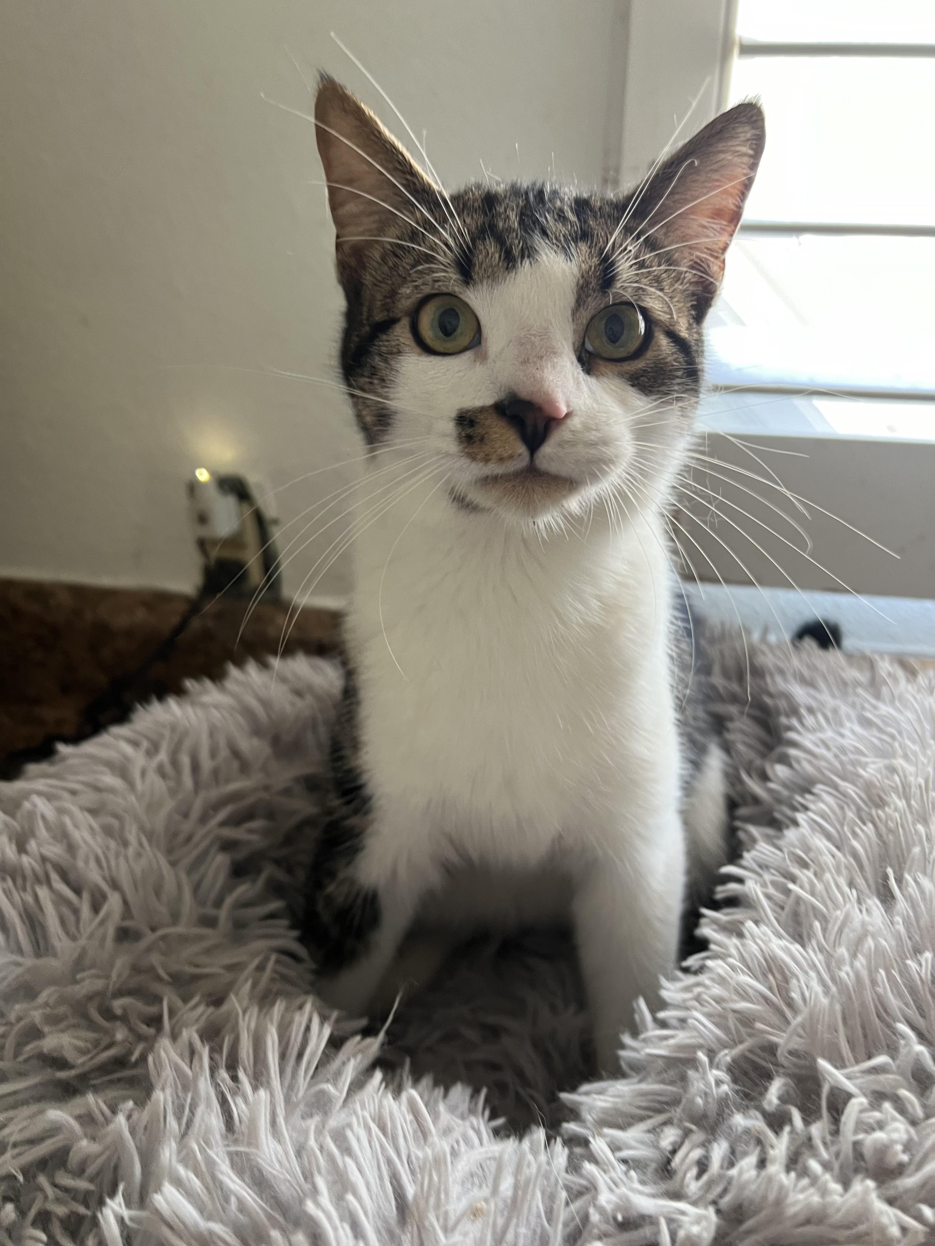 Enlarge Bucky, a ADOPTABLE mixed breed in Bradenton, FL image 3/3