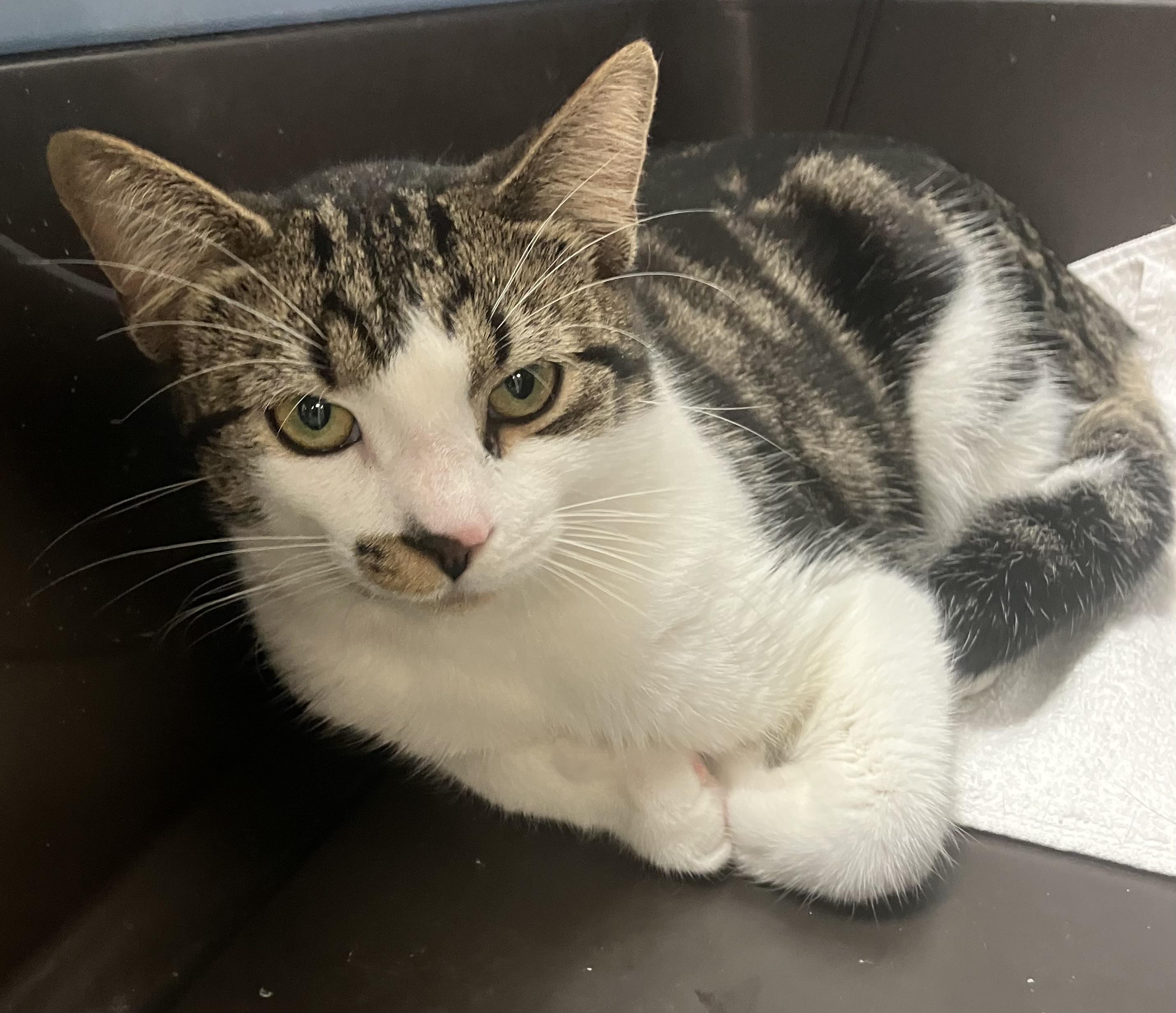 Enlarge Bucky, an adopted mixed breed in Bradenton, FL image 5/6