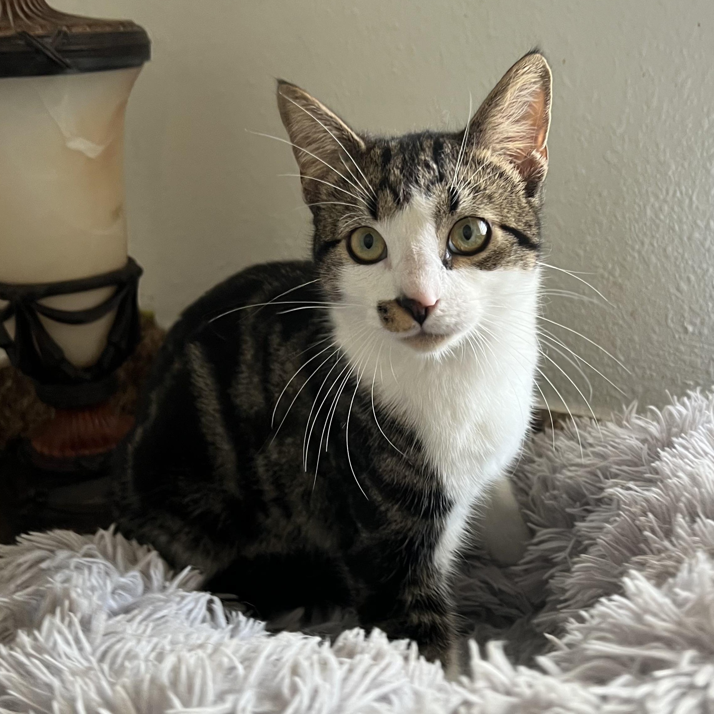 Enlarge Bucky, an adopted mixed breed in Bradenton, FL image 2/6